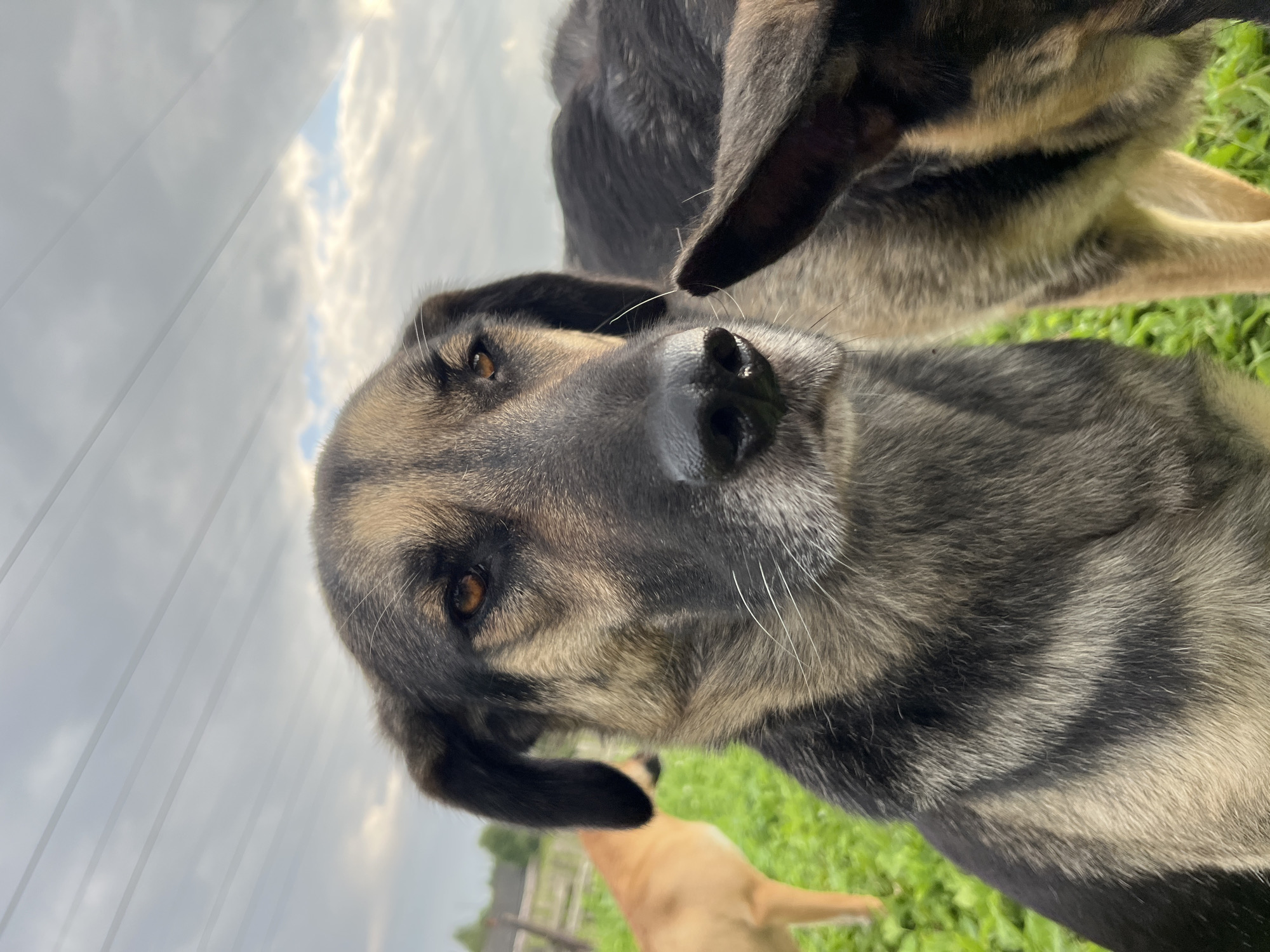 The image shows a close-up of a German Shepherd dog's face, looking directly at the camera. The dog has brown eyes, a black nose, and fur that is a mix of gray, black, and tan. The background is blurred, but appears to be an outdoor setting with green grass and a cloudy sky. Another dog, a lighter-colored breed, is visible in the background to the left. A portion of a second German Shepherd is in the foreground on the right, obscuring part of the main dog's face and body. The scene is likely outdoors in a rural or suburban area, possibly a yard or park. There is no indication of the city of Nizhny Tagil, Russia, in the image itself or its metadata.