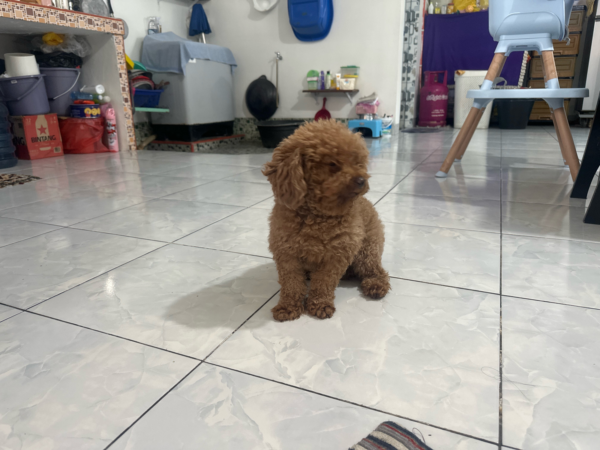 A brown poodle is sitting on a tiled floor in what appears to be a storage area or utility room. The dog is in the center of the frame, facing to the right. In the background, there are various household items including buckets, a washing machine, a gas cylinder, and shelves with cleaning supplies. A blue high chair is visible to the right. The lighting suggests an indoor setting. The scene is located in the City of Binjai, Indonesia.