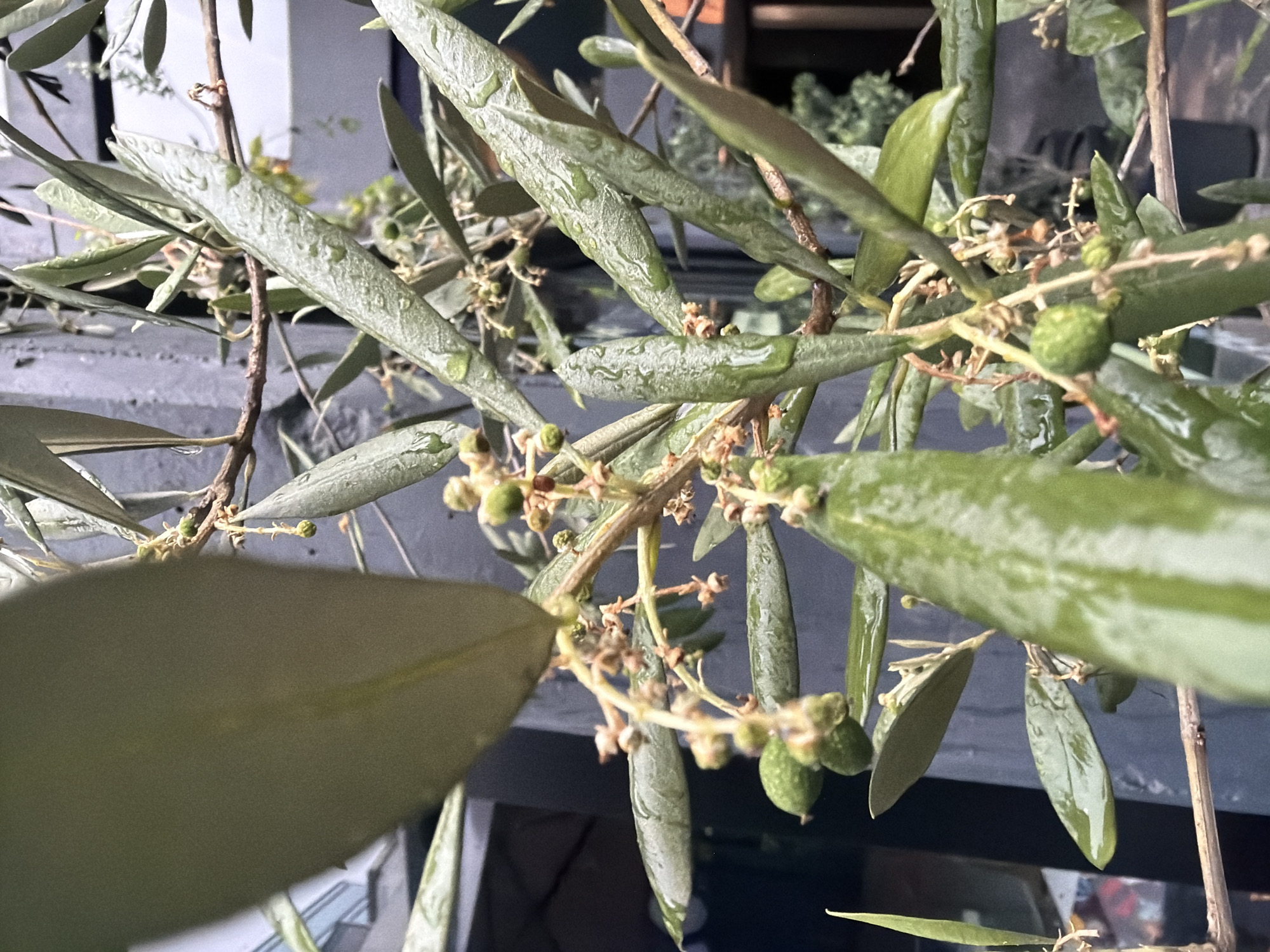The image depicts a close-up view of an olive tree branch with leaves and small green olives. Water droplets are visible on the leaves, suggesting recent rain or watering. The background is blurred, but hints of urban structures can be discerned, such as a gray wall and a dark window frame. The specific location in Mexico City, Mexico, cannot be determined from the visual information provided. There are no people, specific actions, or interactions visible in the image.