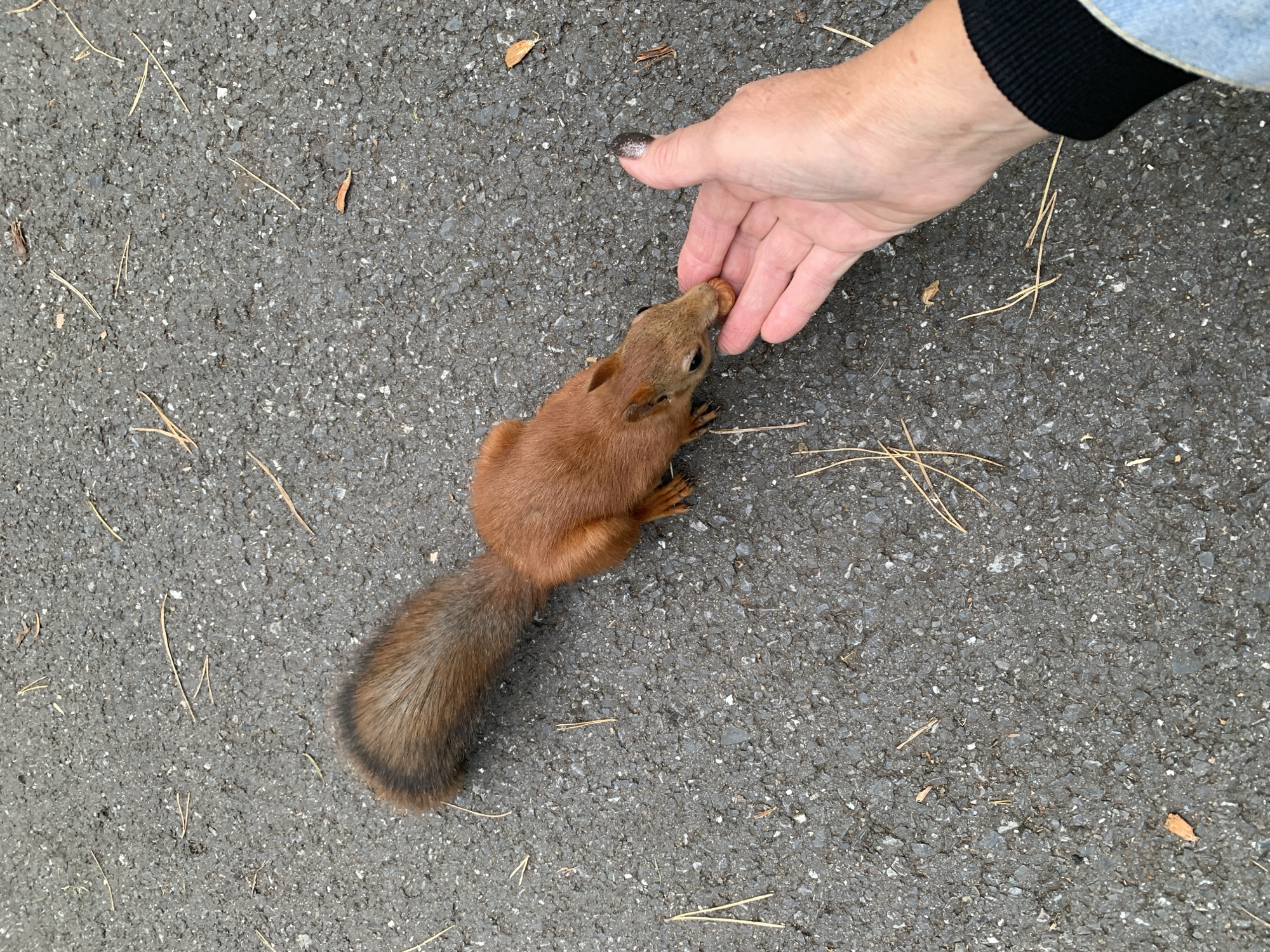 A red squirrel is being hand-fed a nut on an asphalt surface in Prokopyevsk, Russia. The squirrel is facing left, with its mouth open as it takes the nut from an open palm. The hand belongs to a person wearing a denim jacket with a black ribbed cuff. The asphalt is dark gray and speckled with small stones. Several dry pine needles are scattered across the surface. The lighting suggests it is daytime.