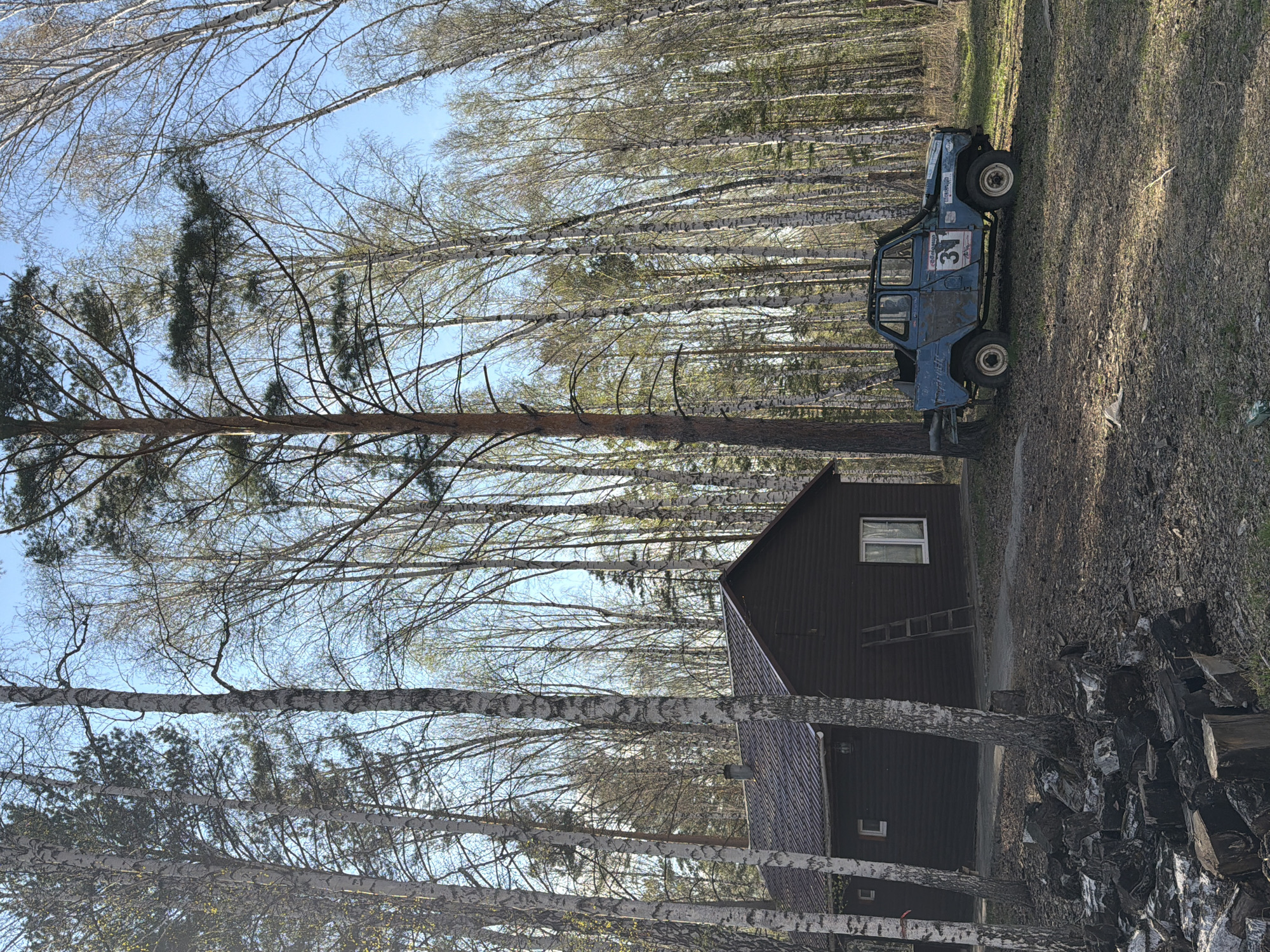 A vertical outdoor shot depicts a rural scene likely in Таскино, Russia, given the presence of birch trees common to the region. The sky is a light blue with scattered clouds. Bare birch trees dominate the composition, interspersed with taller coniferous trees. In the midground, a dark-colored, two-story building with a peaked roof is visible. A ladder leans against the building's side. Adjacent to the building, an off-road vehicle with the number "31" on its side is parked. To the right, a pile of stacked wood lies near the edge of the frame.