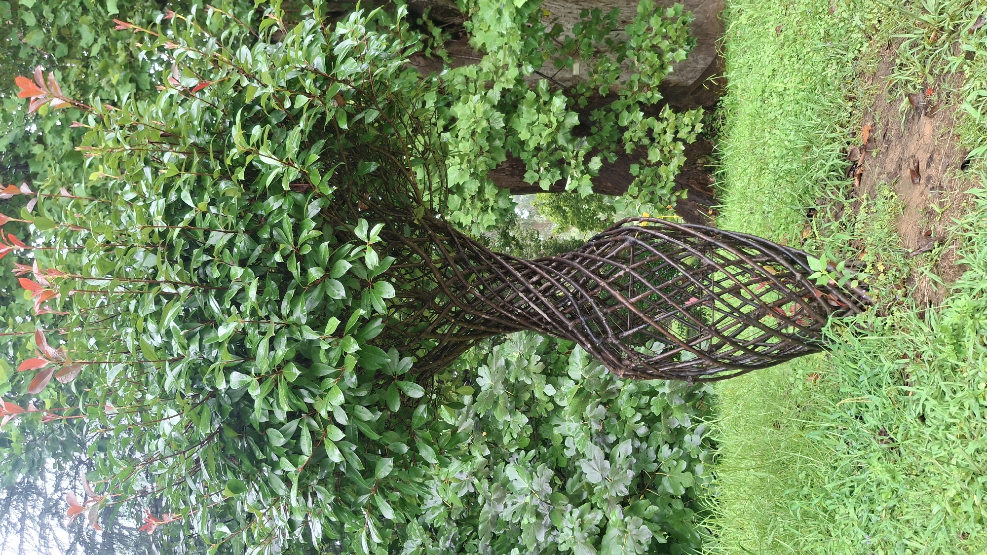 In Shekvetili, Georgia, a unique sculpted tree stands in a grassy outdoor setting. The tree features a twisted, basket-like trunk made of dark, interwoven branches. The canopy of the tree is lush and green, with some newer leaves displaying a reddish hue at the tips. The surrounding environment is characterized by vibrant green grass and dense foliage from other trees and plants, suggesting a garden or park. The overall impression is one of natural beauty enhanced by artistic intervention.