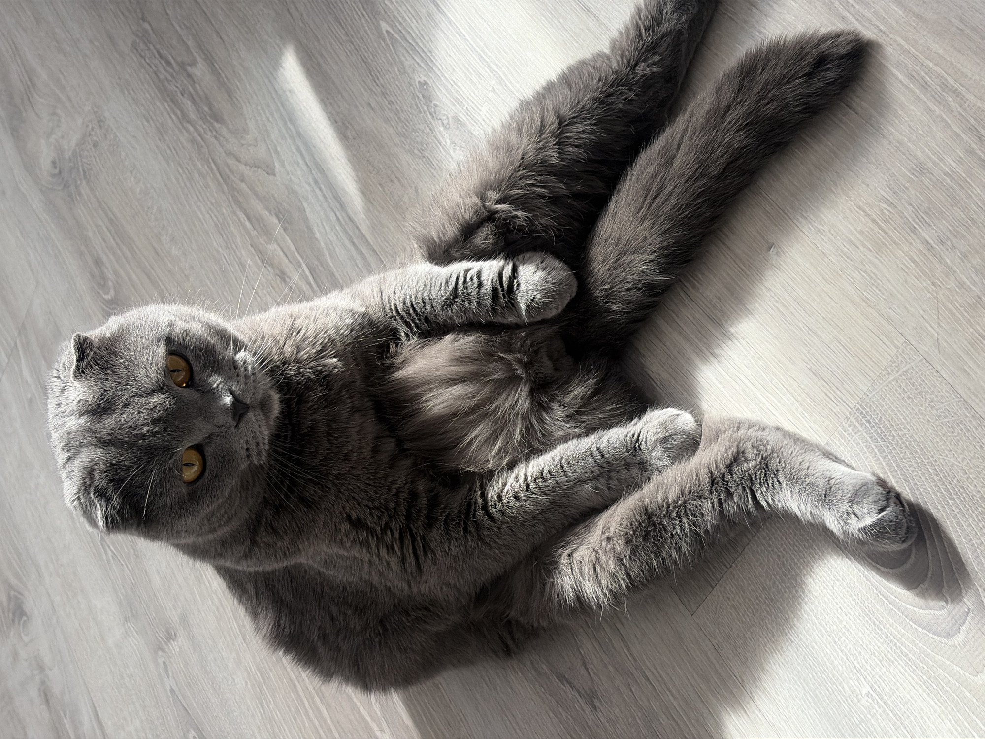 A gray Scottish Fold cat is lying on its back on a light gray wooden floor. The cat's head is turned towards the viewer, and its amber eyes are visible. The cat's paws are crossed in the air. Sunlight is shining on the floor and cat. The image does not depict Saint Petersburg or provide information that suggests a location in that city.