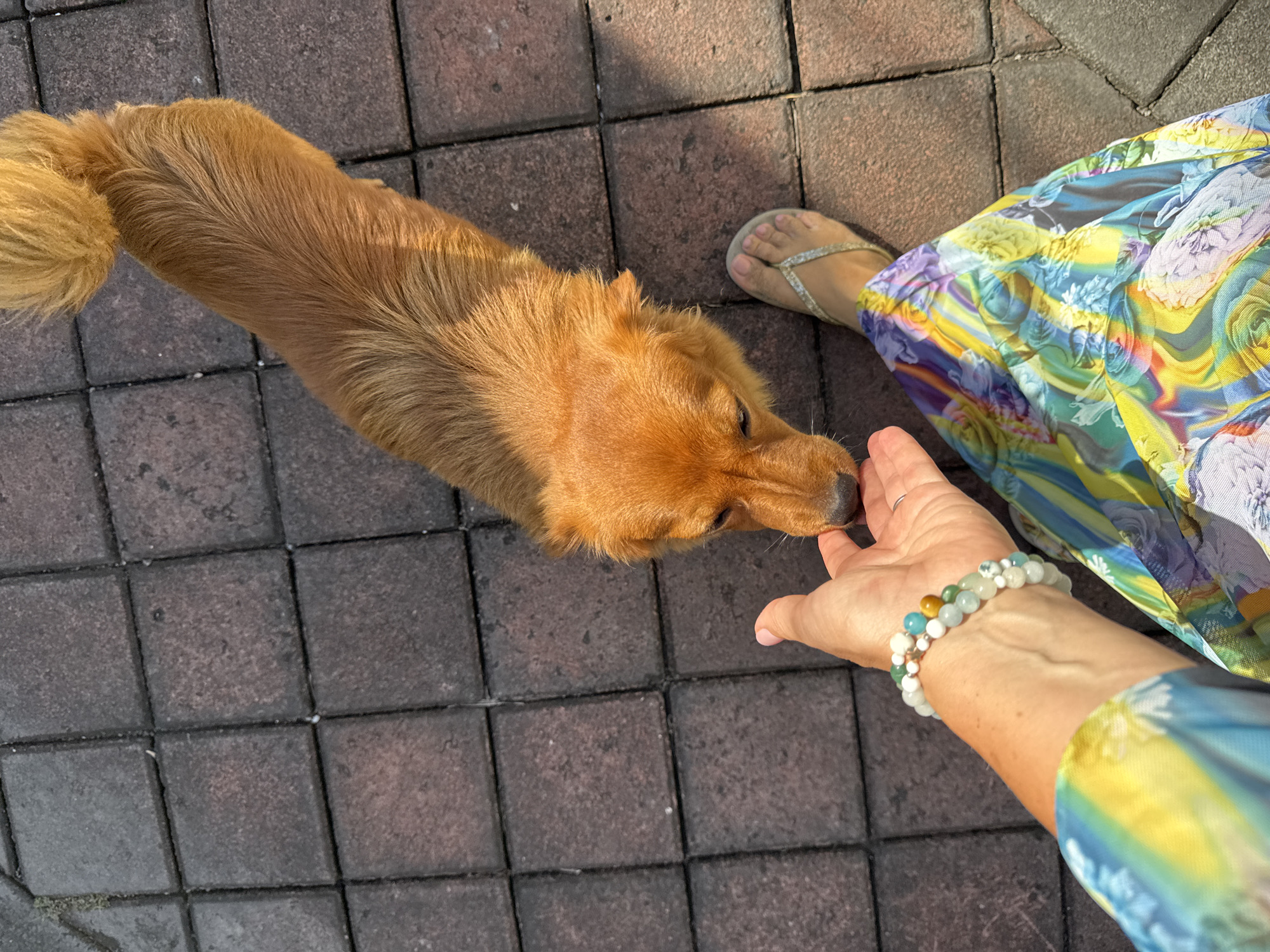 The image captures an interaction between a dog and a person in what appears to be an outdoor setting, possibly in Kuta, Indonesia, based on the paving stones and general ambiance. A golden-brown, medium-sized dog with a fluffy tail is extending its head towards a person's hand. The person is wearing a colorful, floral-patterned garment and silver sandals, suggesting a casual or vacation setting. The person has multiple beaded bracelets on their wrist and is reaching out to the dog with their hand. The background consists of interlocking paving stones, indicating a pathway or public area. The overall composition suggests a friendly encounter between a human and an animal.