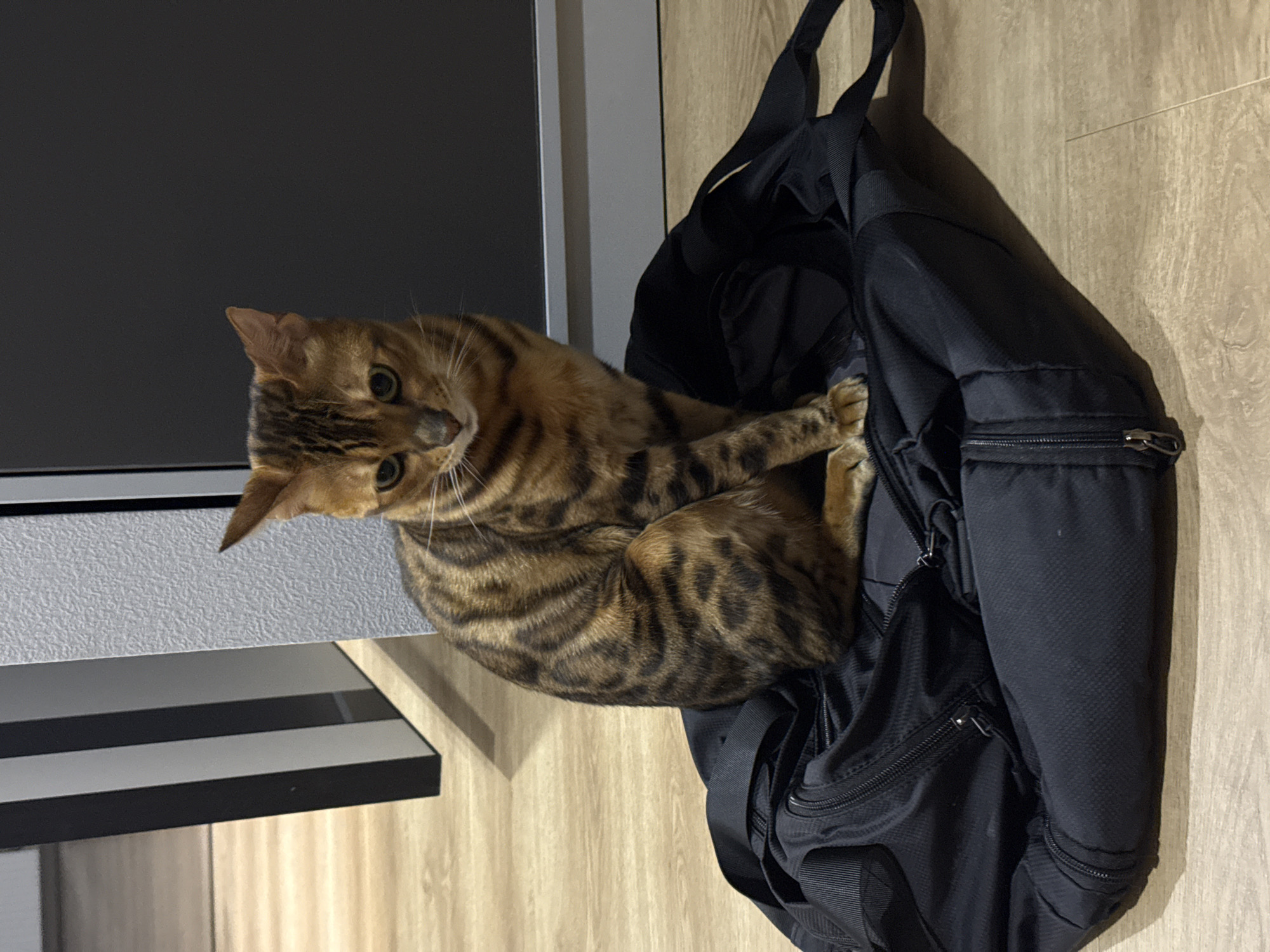 A Bengal cat is curled up inside a black backpack, which is hanging against a wall. The cat is looking at the camera. The background includes a gray shelf, wood-grain flooring, and a dark object. The location is not identifiable as Moscow, Russia.