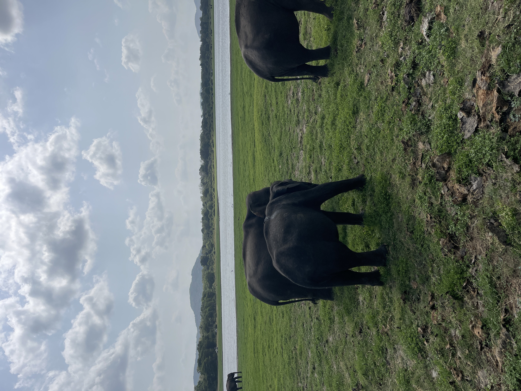 In Katukeliyawa, Sri Lanka, a herd of elephants grazes in a grassy field beside a tranquil lake. The sky above is a canvas of white, fluffy clouds against a pale blue expanse. In the distance, rolling hills covered in lush green foliage form a natural backdrop. The elephants, their dark gray hides stark against the vibrant green grass, are the central focus of the scene. Some are walking, while others stand grazing. The environment suggests a safari or wildlife sanctuary, a peaceful moment captured in the heart of Sri Lankan nature.