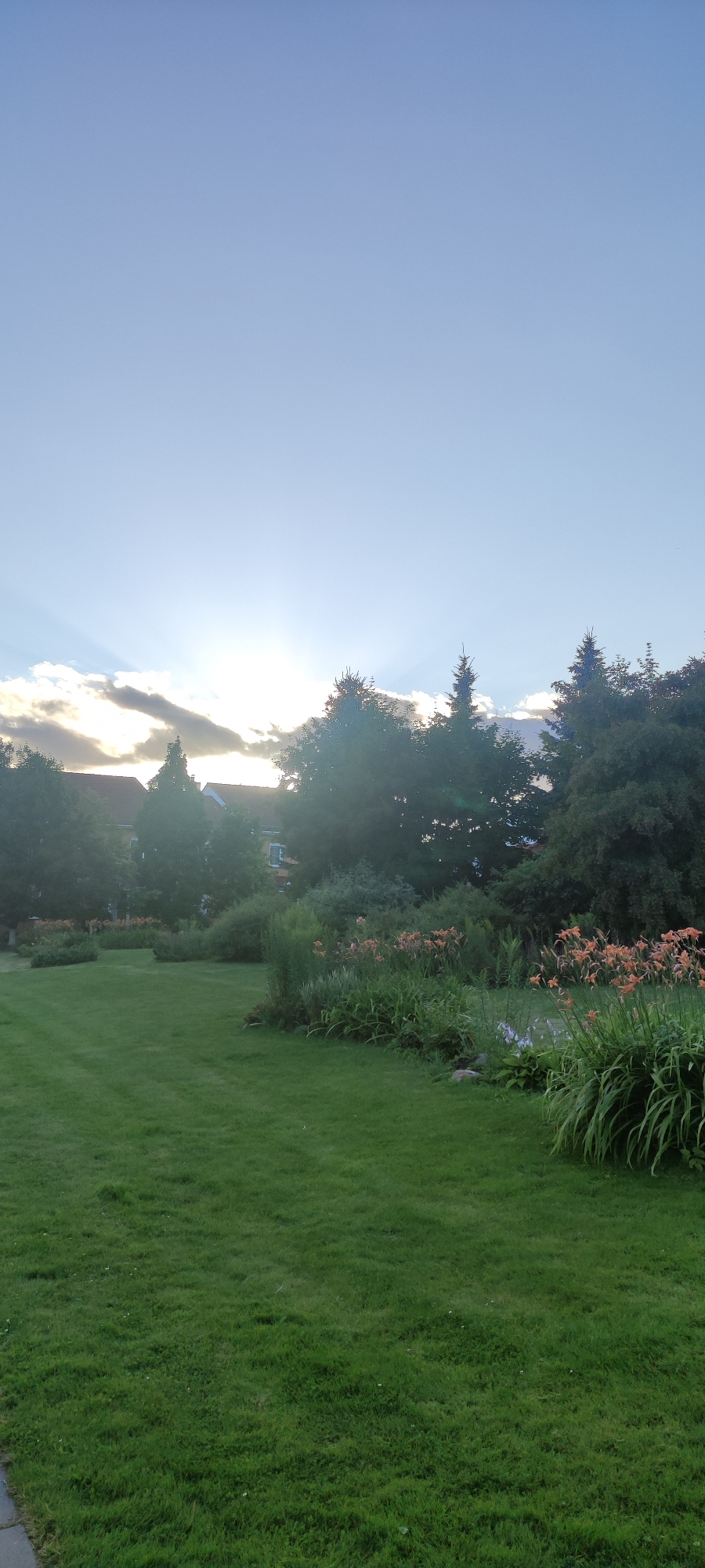 In Rosinka, Russia, the image depicts a serene garden scene bathed in the soft, diffused light of a setting sun. The sky is a gradient of pale blue, transitioning to brighter tones near the horizon where clouds are illuminated by the sun's rays, creating a dramatic effect. A cluster of trees, predominantly evergreens, forms a dark silhouette against the sky, with some deciduous trees also visible. The foreground is dominated by a neatly mown green lawn, extending towards a lush flowerbed bursting with orange lilies and other green foliage. In the background, the rooftops of houses are partially visible through the trees, suggesting a residential area. The overall atmosphere is one of tranquility and natural beauty.
