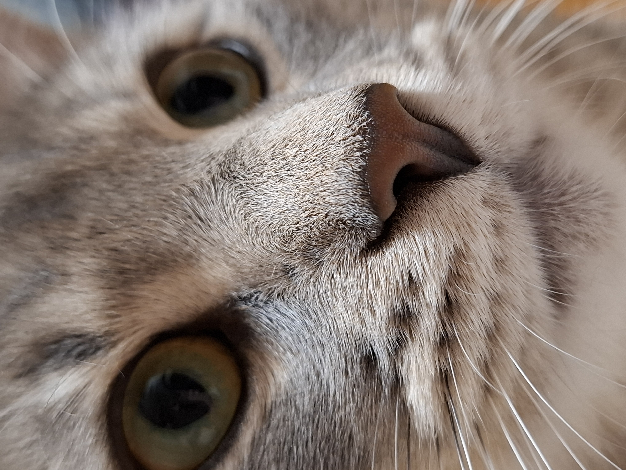 A close-up shot depicts the face of a gray tabby cat. The cat's eyes are green with black pupils and are located in the upper-left and lower-left quadrants of the image. Its nose is pink and textured and positioned in the center of the frame. White whiskers extend from the right side of the cat's face. The cat's fur is gray and textured, with some patches of white fur visible. The background is out of focus. The image does not contain any indications of a location or city.