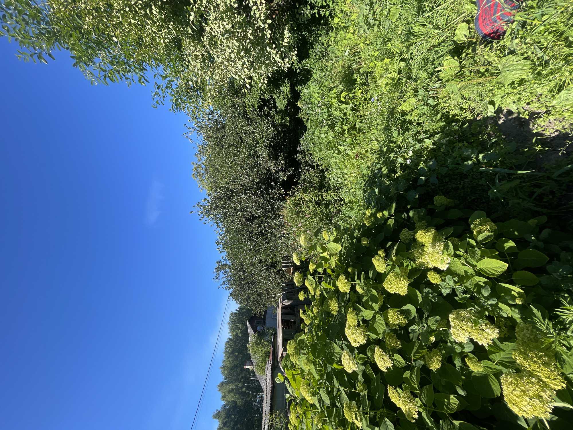 The image depicts a garden scene with a clear blue sky and lush greenery. In the foreground, a dense cluster of hydrangeas with pale green flowers is prominent. Behind the flowers, a rustic building with a corrugated metal roof and a porch can be seen, partially obscured by trees and foliage. The building appears weathered, suggesting it might be an older structure. A power line stretches across the scene, originating from the left side. In the upper right corner, a small portion of a red and blue striped object, possibly part of a shoe or clothing, is visible, hinting at a person's presence just out of frame. The lighting suggests it is daytime, likely a sunny day given the bright sky and strong shadows cast by the plants. The overall impression is of a rural or semi-rural setting in Заречный, Russia, during the warmer months.