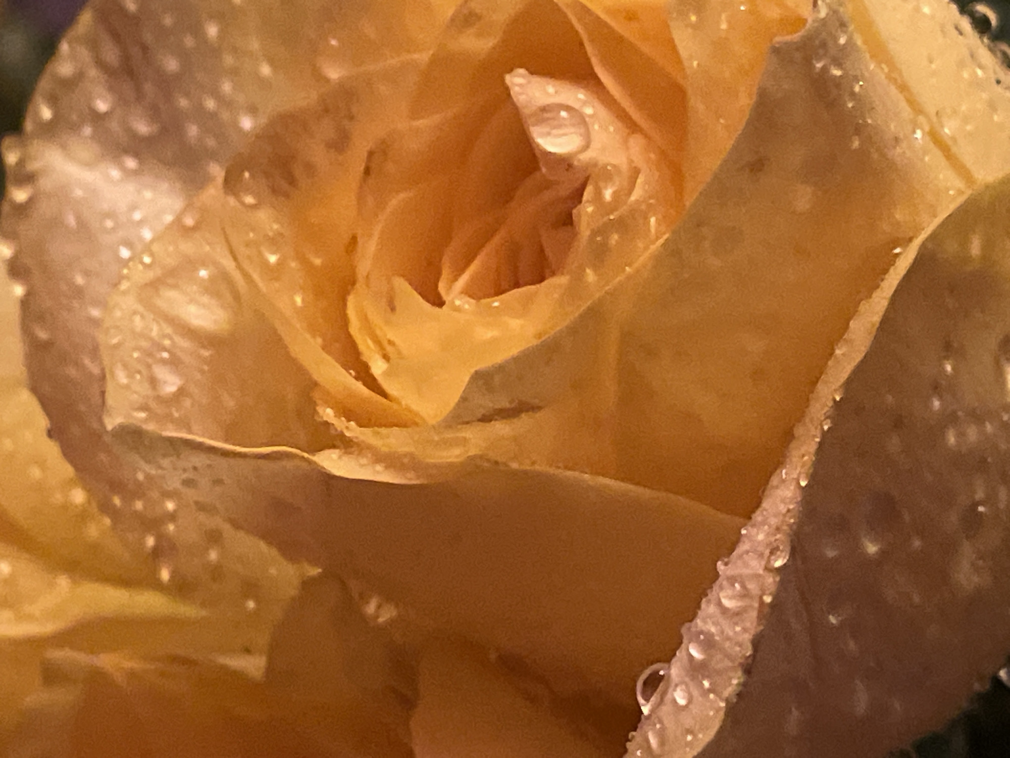 A close-up photograph shows a yellow rose covered in water droplets. The petals are tightly furled in the center, gradually unfurling outwards. Small, clear water droplets cling to the petals, reflecting light and creating a sparkling effect. The rose appears to be indoors, not outside in the city of Belgrade, Serbia.