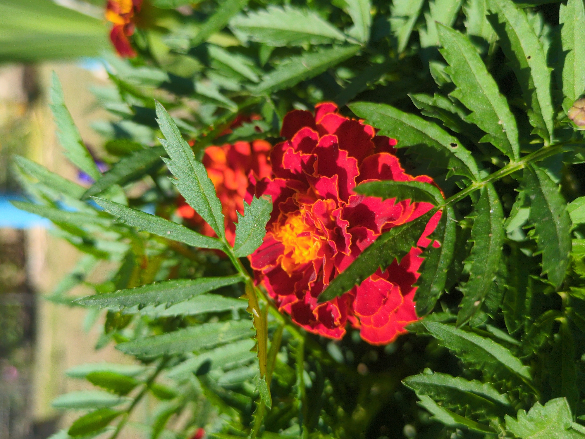 A close-up, eye-level, outdoor shot showcases a vibrant red marigold flower with a bright yellow center, partially obscured by its own lush green, serrated foliage. The flower's petals are ruffled and densely packed. In the background, other marigolds and green leaves are visible, creating a soft, blurred effect. The scene is bathed in natural sunlight, casting shadows and highlighting the textures of the petals and leaves. The overall impression is one of a well-maintained garden on a sunny day, the specific location within the city of Kulebaki, Russia, is not discernible from the image itself.