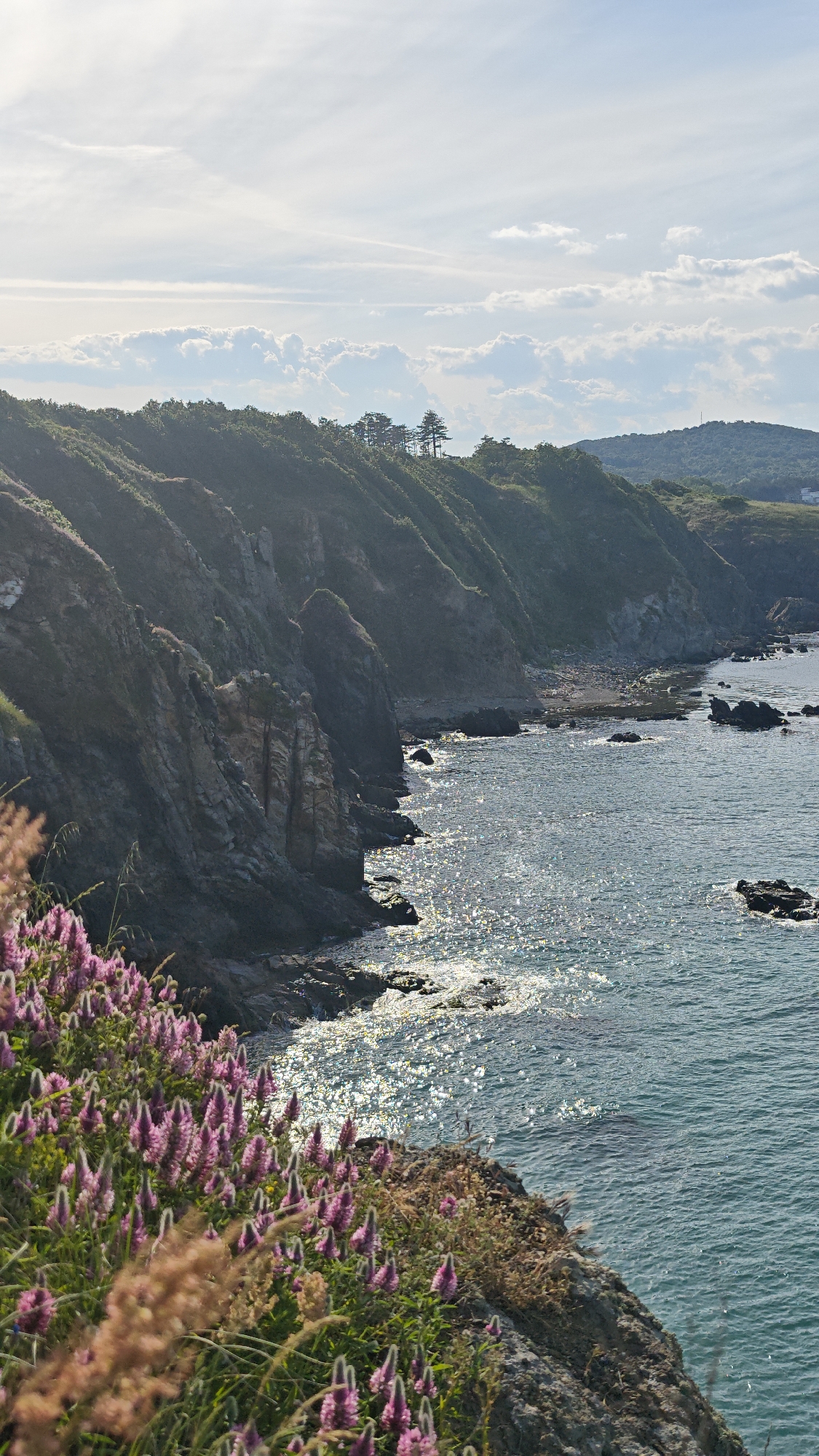 The image captures a coastal landscape in Sozopol, Bulgaria. A steep, rocky cliff covered with vegetation slopes down to the turquoise sea. Pink wildflowers bloom in the foreground, adding a splash of color to the scene. The water sparkles in the sunlight, creating a dazzling effect. In the distance, a hill rises, topped with trees, and possibly a transmission tower. The sky is partly cloudy.