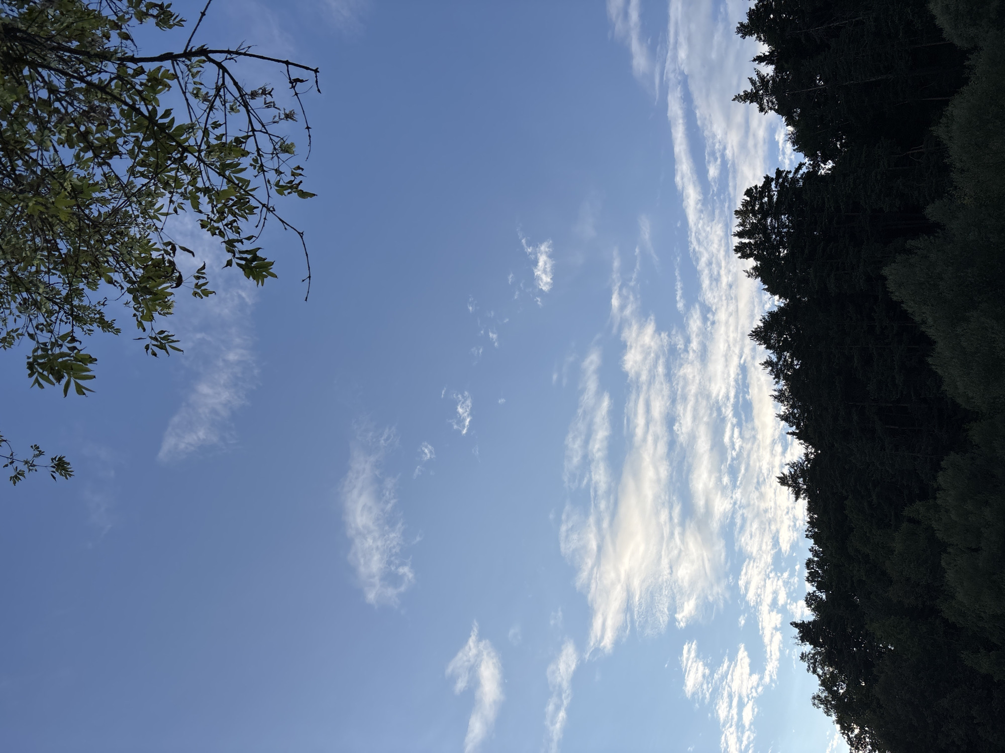 This is an outdoor, landscape photograph taken from a low angle, looking upwards towards a bright blue sky with scattered white clouds. In the foreground, a dark silhouette of a dense forest of coniferous and deciduous trees stretches across the bottom of the frame, with the tops of the trees forming a jagged line against the sky. Towards the upper right corner of the image, a tree branch with green leaves extends into the frame from the top. The scene depicts a natural environment, likely on the outskirts or within a park in Zvenigorod, Russia, as indicated by the characteristic dense forestation and clear sky often seen in the region during temperate seasons. There are no people or man-made structures visible in the image.