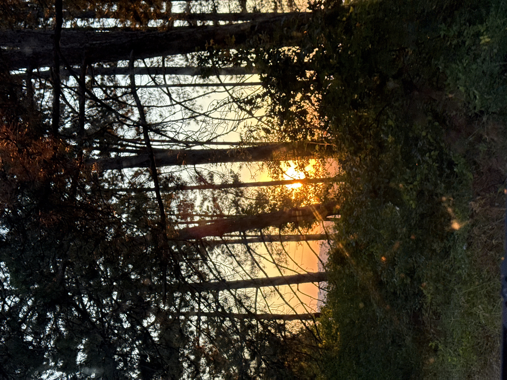 The image depicts a sunset viewed through a dense forest. Tall, dark trees with visible branches and needles dominate the foreground, silhouetted against a bright orange and yellow sky. The sun is visible as a bright, glowing orb, partially obscured by the trees, casting rays of light through the branches. The undergrowth consists of lush, green foliage and grass, with some areas appearing darker and more shadowed. The overall scene suggests a natural, outdoor environment at dusk, possibly in or near Mladen, Bulgaria, given the context. No people or specific actions are visible.