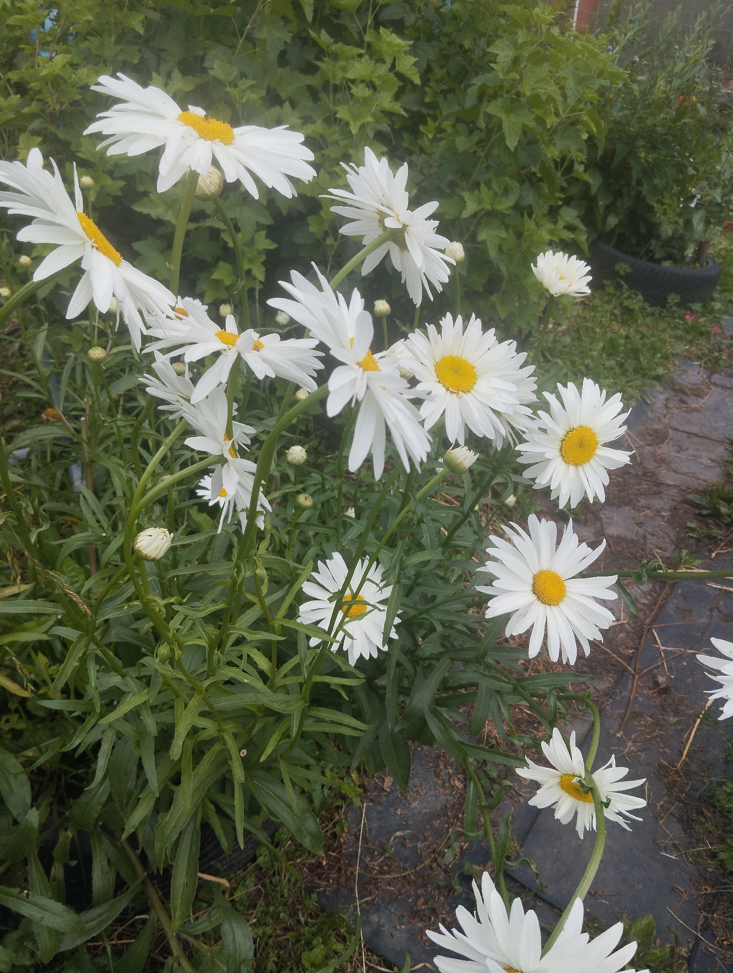 A cluster of white daisies with yellow centers are in bloom in a garden setting. The daisies are of varying sizes and stages of development, with some fully open and others still in bud. The flowers are surrounded by green foliage and stems, some of which are bent or twisted. In the background, there is a dense green hedge, a discarded tire, and a patch of dark ground cover. The ground is covered with dry leaves and grass. This image appears to have been taken in Lobnya, Russia.