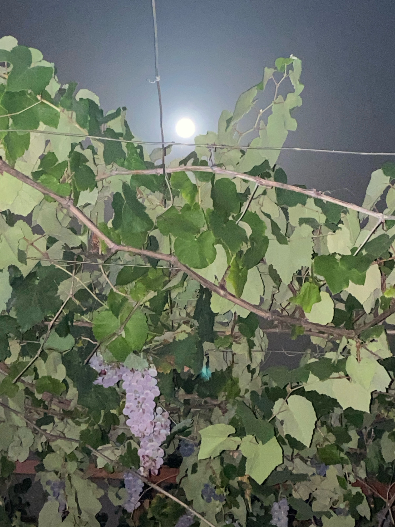 An outdoor night shot shows a cluster of green grape leaves and branches, with a hazy full moon visible in the dark sky above. Some of the grapes on the vine are visible and appear light pink to purple in color. The scene is likely a residential area in Zgrade, Montenegro, given the presence of what appears to be a trellis or wire system supporting the vines. No people are visible in the image.