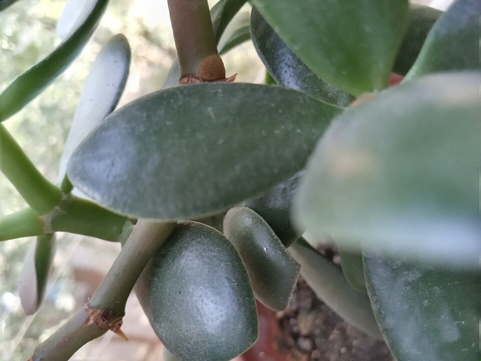 The image shows a close-up view of a jade plant's leaves and stems, with some soil visible at the bottom. The leaves are thick and oval-shaped, with a glossy green surface. The stems are woody and a reddish-brown color. The background is blurred, with hints of green foliage and a light-colored wall or sky. There are no people or animals visible in the image, and no specific urban features of Angren, Uzbekistan, are identifiable. The scene is domestic or natural, likely a potted plant in a home or garden.