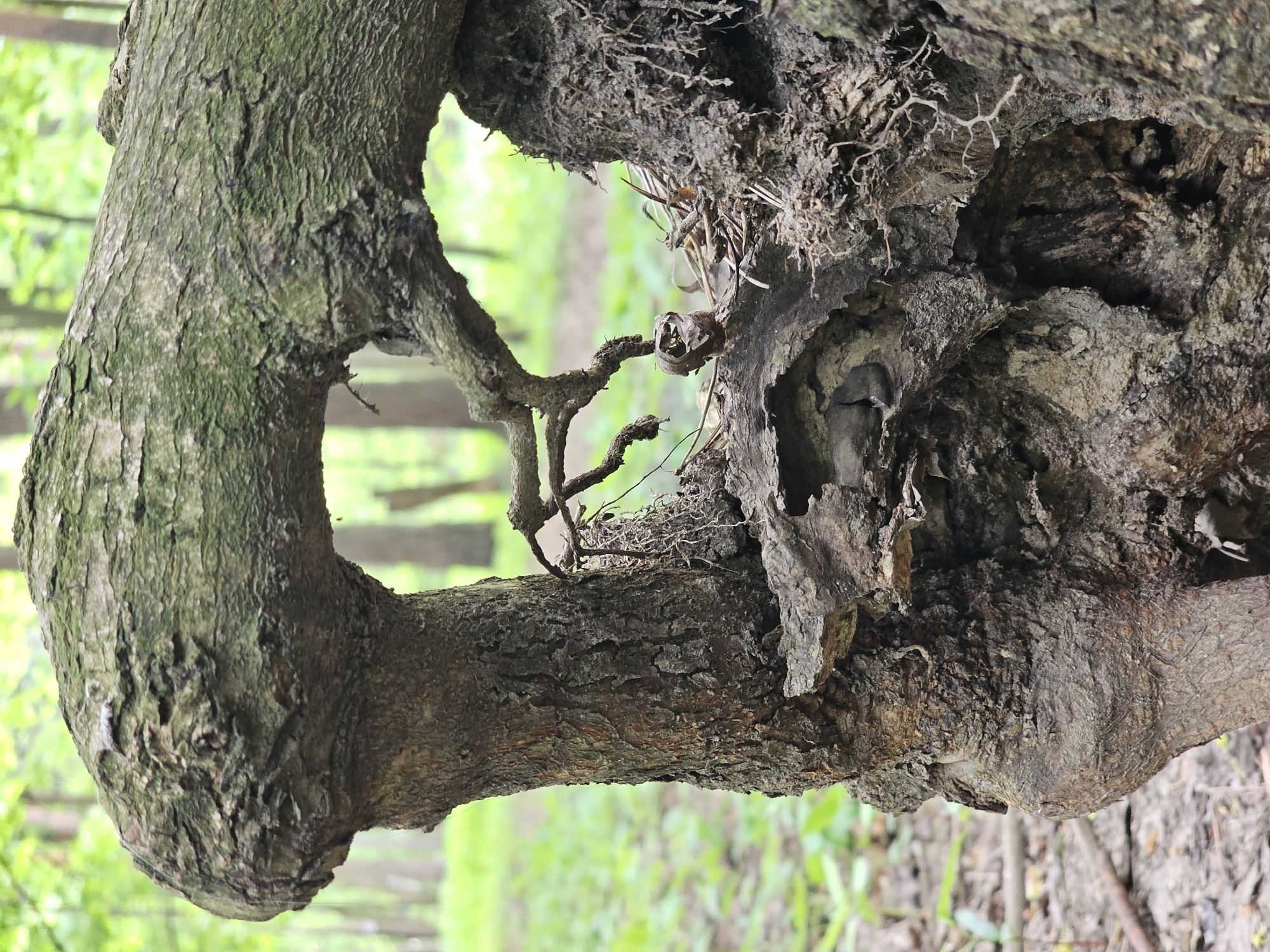 The image depicts a tree branch with a large hole in it, possibly due to decay or damage. The branch is thick and gnarled, with rough bark. The background is a blurred green, suggesting a forest or park setting. The focus is on the branch and the hole, giving it a sense of prominence. The exact location is Unknown, Unknown.