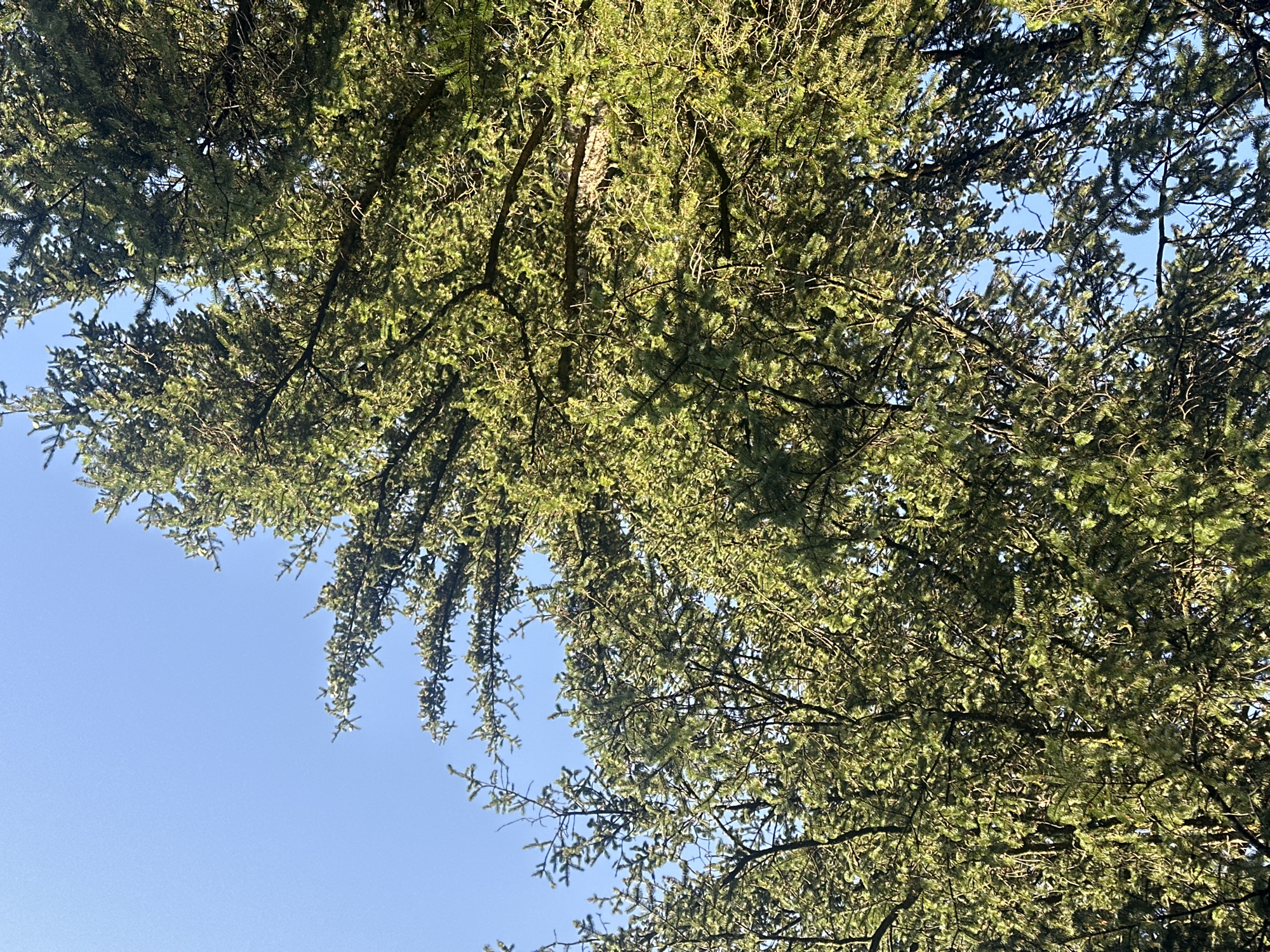 This is a low-angle shot of the canopy of evergreen trees against a clear blue sky. The branches are densely packed with green needles, some of which are illuminated by sunlight, creating a dappled effect. The image does not contain any information about the city of Borno, Italy, or any people.