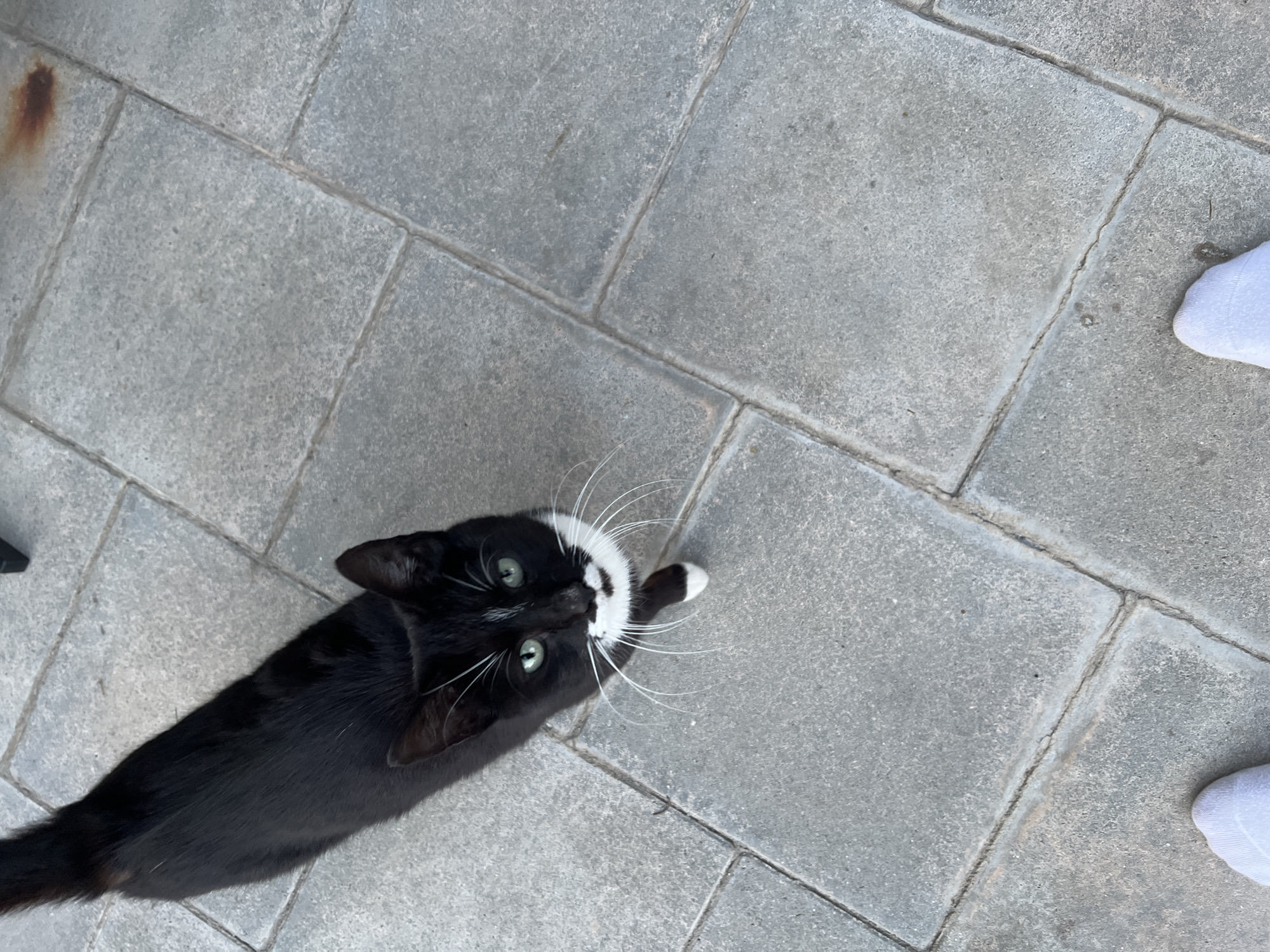 A black and white cat lies on a gray brick surface. Two white socks are partially visible in the upper right corner of the image. The cat is looking up towards the camera. The surface consists of irregularly shaped gray brick tiles. A rusty spot is visible in the upper left corner.