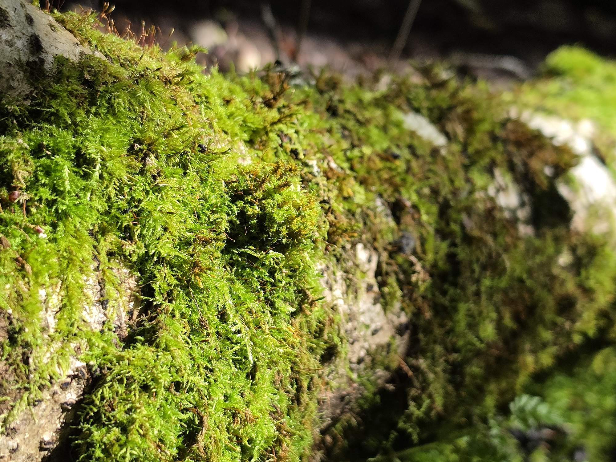 The image is a close-up, macro photograph of a moss-covered surface, likely a fallen log or tree trunk. The moss is vibrant green, with some areas exhibiting a yellowish-brown hue, indicating drier patches or different moss species. The texture of the moss is finely detailed, showing individual strands and structures. In some parts of the moss, small, delicate spore capsules or stalks are visible, protruding upwards. The surface the moss is growing on appears rough and organic, consistent with tree bark. The background is softly blurred, with hints of darker tones and lighter patches, suggesting an outdoor, possibly forested environment with dappled sunlight. There are no people or specific landmarks visible that would indicate a precise location within Dobryanitsy, Russia. The scene is natural and undisturbed.