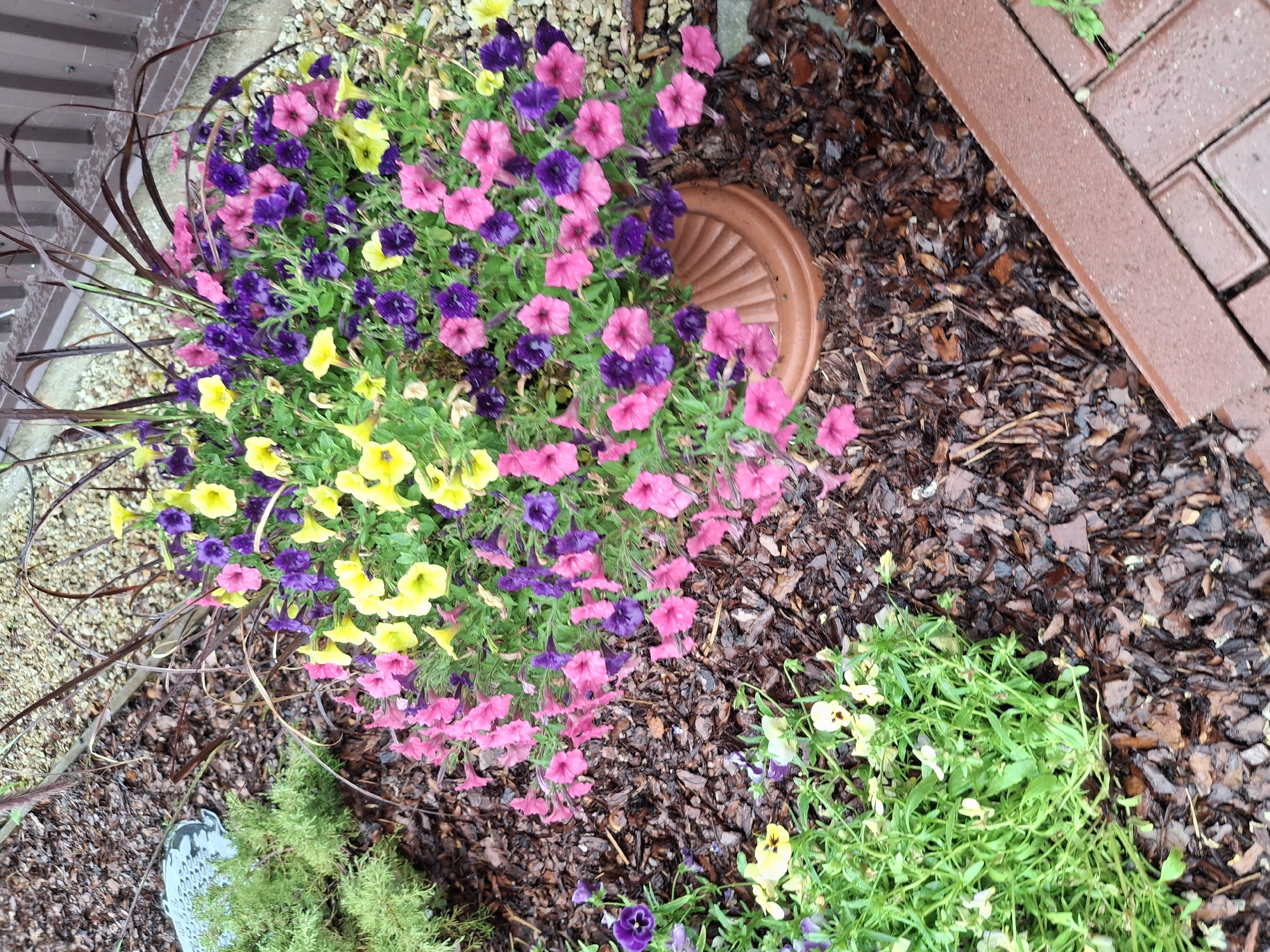 A close-up, high-angle shot captures a vibrant planter overflowing with pink, purple, and yellow petunias. The planter, made of terracotta-colored plastic with a ribbed texture, sits on a bed of dark brown mulch. To the left of the planter, a small cluster of green foliage with delicate yellow and purple pansies is visible, partially obscuring the mulch. In the background, the mulch transitions to a gravel pathway and then to a brown wooden fence. To the far left, a portion of a dark green, conifer-like shrub peeks into the frame, with a grey, decorative garden stone nestled beside it. The scene appears to be an outdoor garden setting, possibly in Lēdmane, Latvia, given the context of the prompt. The lighting suggests an overcast day, as evidenced by the soft shadows and the damp appearance of the mulch and brickwork.