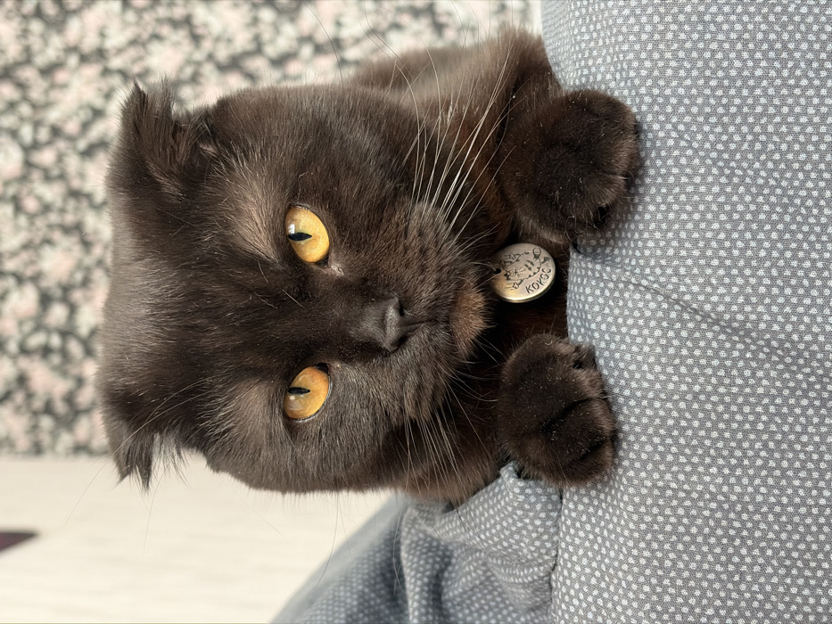 A close-up, eye-level indoor photograph displays a dark brown Scottish Fold cat with prominent amber-orange eyes and characteristic folded ears. The cat's face is centered, looking directly forward, with white whiskers visible against its dark fur. A silver-colored circular pet tag, engraved with the Cyrillic text "КОКОС" (KOKOS) and a small decorative illustration, hangs from its neck. The cat's front paws rest on a light grey textile surface patterned with small white dots, indicative of clothing or upholstery. The background is out of focus, consisting of a plain light-colored wall to the left and a blurred patterned wallpaper or fabric featuring muted floral or abstract designs to the right. The specific location within the city of Chaikovsky, Russia, cannot be determined from the visual evidence present in the image.