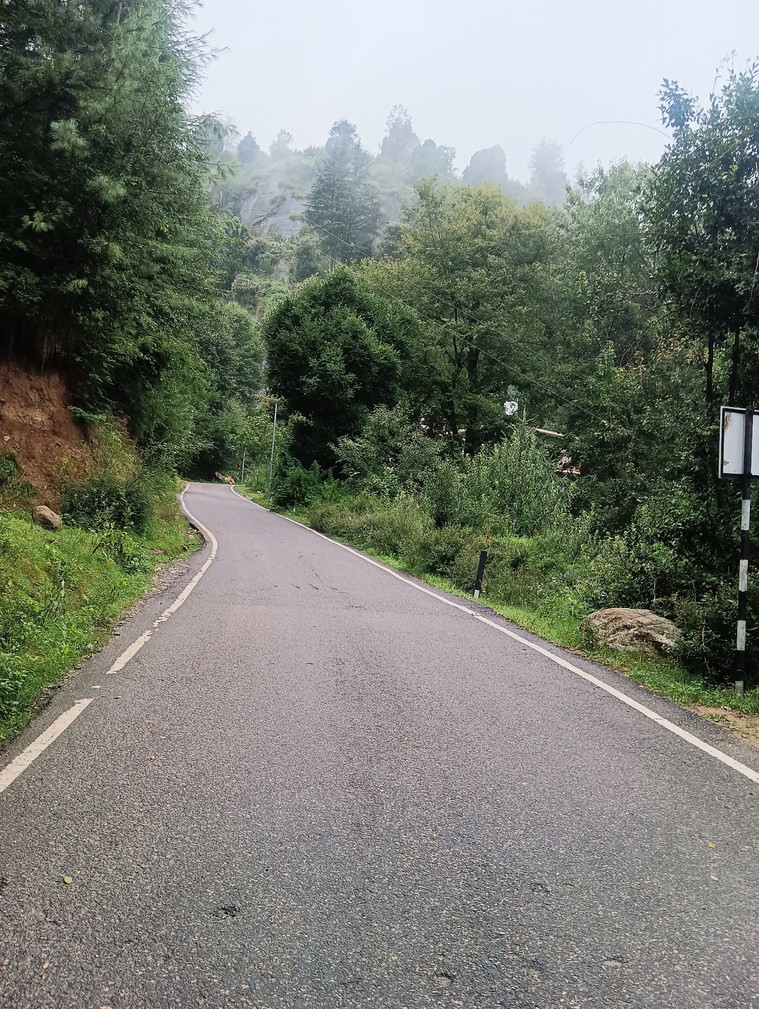The image depicts a winding asphalt road curving through a lush, green, mountainous landscape. The road has a white line marking the edge. Dense foliage, including tall trees and undergrowth, lines both sides of the road. In the background, the terrain slopes upwards, with more trees and mist obscuring the distant peaks. A few rocks are visible along the roadside. A black and white striped pole with a white sign is located on the right side of the road, towards the background. The sky is overcast and foggy, contributing to a subdued, natural atmosphere. There are no people or vehicles visible in the image. The scene appears to be a quiet, natural road in a hilly or mountainous region.
