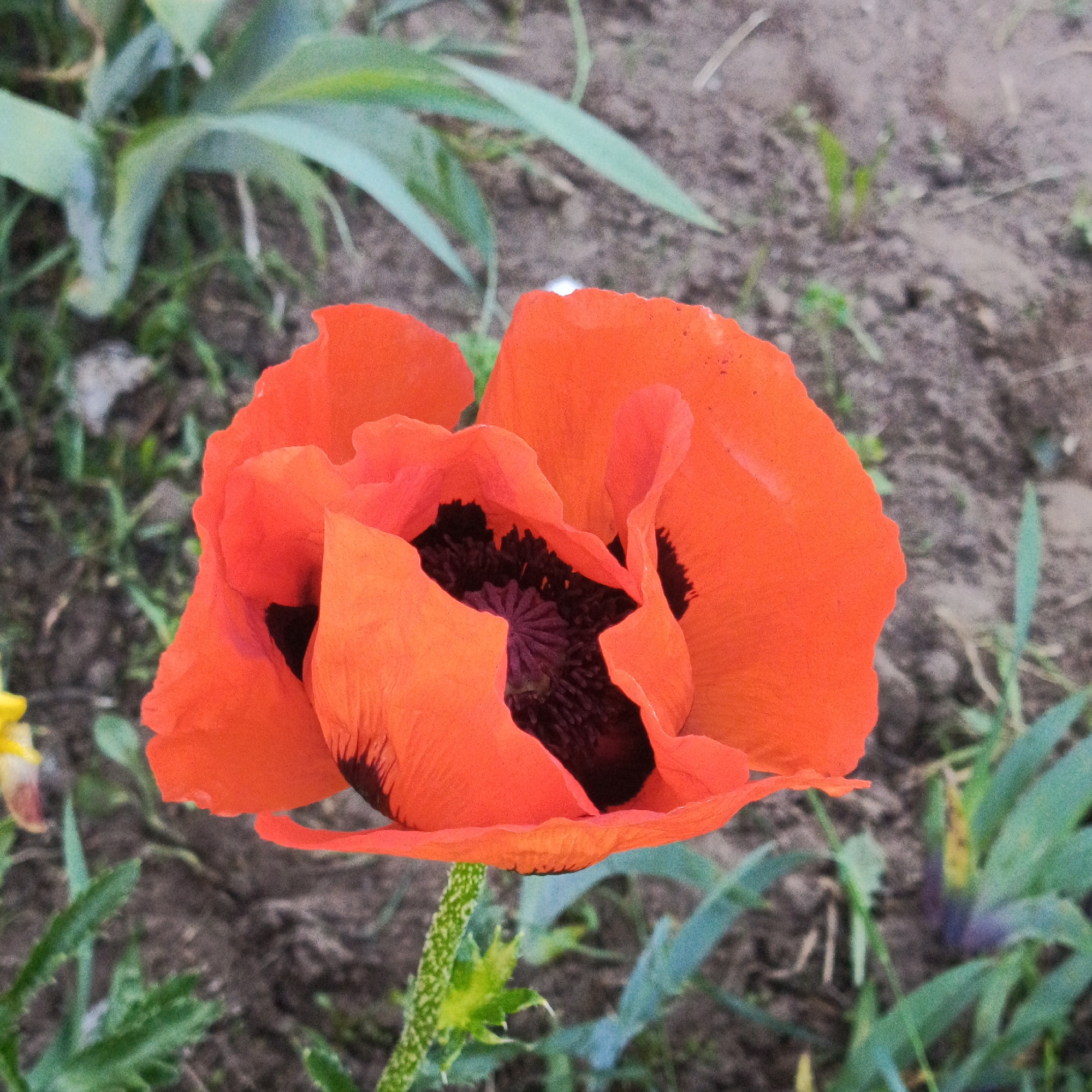 The image shows a close-up of a vibrant red poppy flower in bloom. The flower has delicate, crinkled petals with dark centers and prominent stamens. The stem of the poppy is green and appears fuzzy. In the background, out of focus, are green leaves and brown soil, suggesting an outdoor garden or natural setting. There are no people or animals visible in the image. The overall impression is one of natural beauty. There is no information in the image to suggest its location in Марковский, Russia.