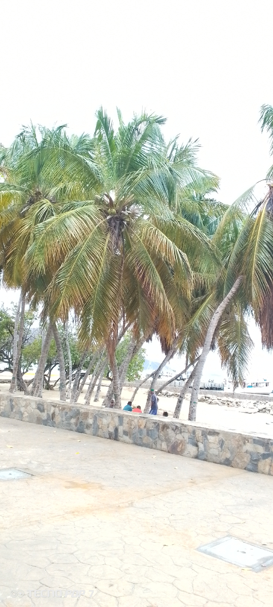 This daytime image captures a vibrant tropical scene along a waterfront, likely in Altagracia, Venezuela. The foreground consists of a light-colored, patterned paved area, possibly a promenade, with a square metal grate visible near the bottom left.
A low, rustic stone wall, built from varying shades of grey and brown rocks, runs horizontally across the mid-ground, separating the paved area from the sandy shore beyond. Behind this wall, a dense cluster of tall palm trees dominates the view, their trunks leaning gracefully towards the water. The fronds of these coconut palms are a mix of vibrant green and some yellowish-brown, indicating a natural state. Several green coconuts are visible clustered at the crowns of some of the palms.
Beneath the shade of these palm trees, in the middle distance, a small group of people is gathered. They appear relaxed, with some individuals sitting or crouching on the sandy ground, suggesting a casual social interaction or repose by the water. In the far background, glimpses of a body of water, likely the ocean or a bay, can be seen, along with faint outlines of boats or coastal structures.
The sky is bright and appears overexposed, contributing to a high-key lighting effect across the scene. The overall ambiance is tranquil and suggestive of a leisurely coastal setting. A faint watermark, "TECNOPOP 7," is present in the bottom left corner of the original image.