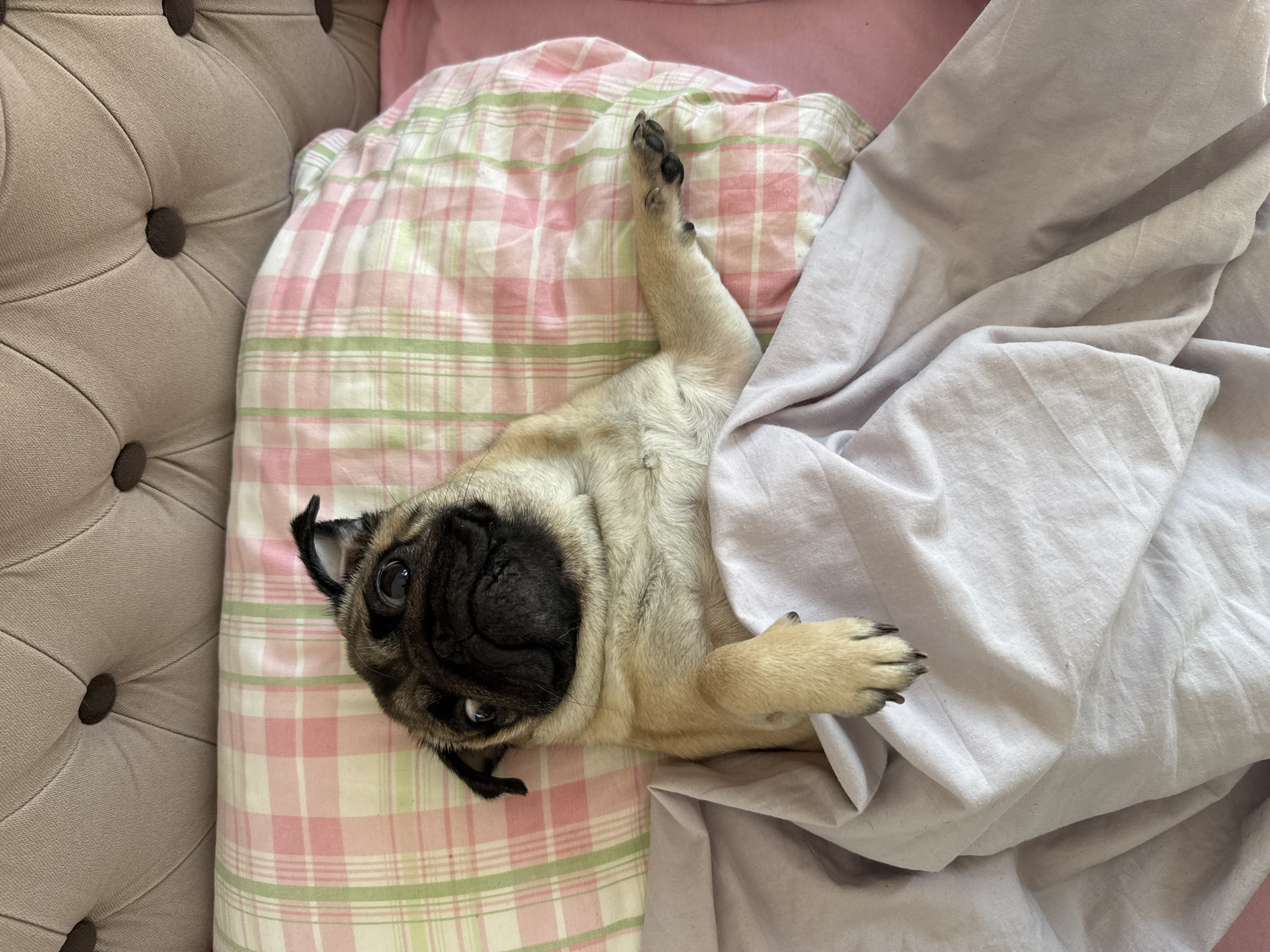 A pug is lying on its back on a bed with a pink and green plaid comforter. The pug is partially covered by a light purple blanket. The pug's eyes are wide open and it looks relaxed. Its paws are splayed out, and one paw is resting on the blanket. The background is a tufted beige headboard. The lighting suggests it is daytime. The pug appears to be content. There is no visible text.