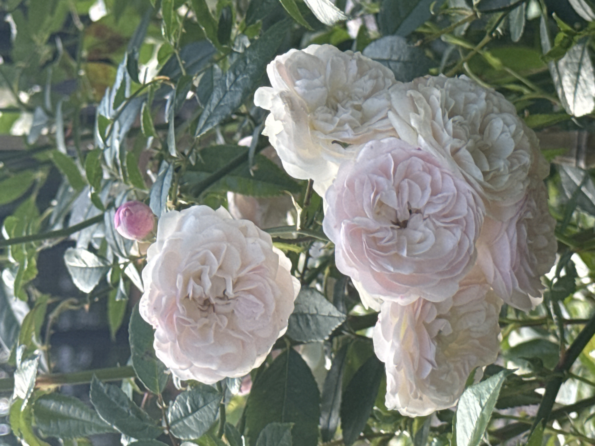 A close-up, eye-level shot captures a cluster of pale pink and white roses blooming on a rose bush. The roses are in various stages of bloom, with some fully open and others still in bud. The petals are densely packed and ruffled, creating a soft, delicate appearance. The rose bush is surrounded by lush green foliage, which is slightly blurred due to the shallow depth of field, emphasizing the flowers. The background is also softly blurred, suggesting an outdoor setting. The lighting indicates it is daytime, with sunlight filtering through the leaves, creating highlights and shadows. There are no people or animals present. The scene appears to be in a garden or park, likely in Arfa, Russia, given the request's context, though no specific landmarks or environmental indicators within the image directly confirm this location.