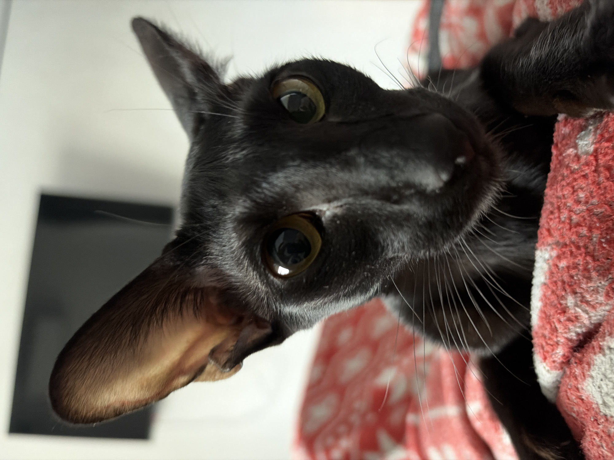 A close-up, low-angle shot of a black Oriental Shorthair cat. The cat is partially wrapped in a red and white patterned fabric, possibly a towel or blanket. Its large, amber-colored eyes are prominent, and its long whiskers are visible. The background includes a blurred white wall and a dark, rectangular object. The photo was not necessarily taken in Chaikovsky, Russia, there is nothing in this image to indicate that.