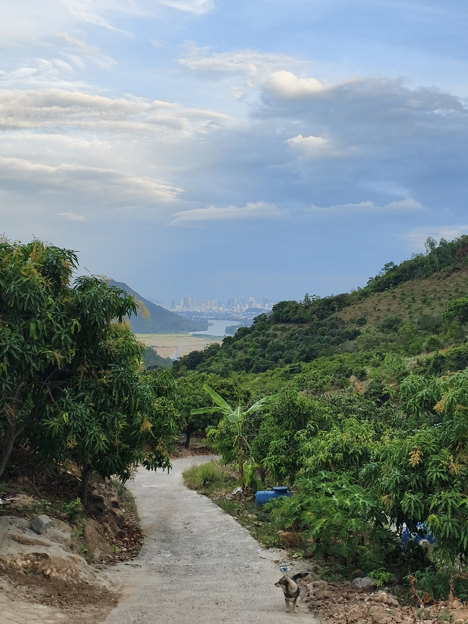 The image shows a view from a hillside path, likely in Tay Nha Trang Ward, Vietnam, overlooking a landscape with a distant city skyline. The foreground features a concrete path winding downhill, bordered by lush green vegetation, including trees with abundant foliage. A small dog is visible on the right side of the path. In the midground, there is a lower-lying area, possibly a river or bay, leading towards the city. The city skyline consists of numerous high-rise buildings. The sky is cloudy, with patches of blue visible.