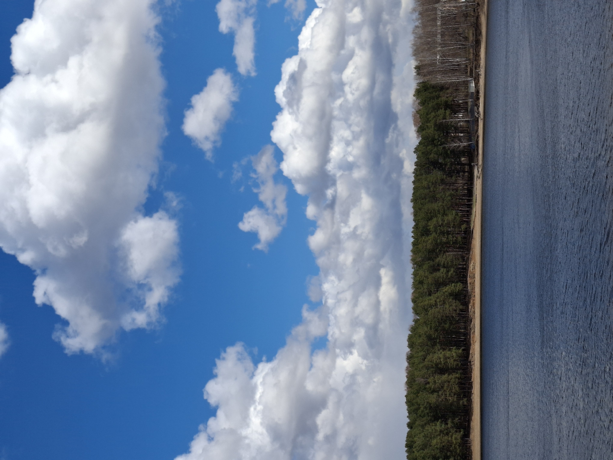 The image, when viewed in its correct landscape orientation, presents a serene natural vista of a wide body of water, a tree-lined shore, and a dynamic sky.
The upper portion of the scene is dominated by a bright blue sky, generously populated with large, fluffy white cumulus clouds. Some of these clouds display darker grey shadows on their undersides, indicating their significant depth and mass.
The lower right side of the frame features an expansive sheet of water, likely a lake or a broad river, appearing dark blue-grey with subtle ripples across its surface, suggesting a gentle breeze.
Between the water and the sky lies a strip of land. This shoreline starts with a narrow band of light brown sand or earth. Behind this, a dense line of dark green coniferous trees, possibly pines, stretches across the horizon. Further inland and slightly higher up, interspersed among or behind the evergreens, are several bare deciduous trees with lighter, almost white or grey trunks, characteristic of early spring or late autumn. A few indistinct structures are faintly visible nestled within the trees on the far left edge of the shoreline.
No people or explicit activities are depicted in the scene. There is no visible text. The bright illumination and the presence of cumulus clouds suggest it is daytime, likely mid-day or afternoon, under partly cloudy conditions. The overall impression is one of peaceful natural beauty in the region of Chaikovsky, Russia.