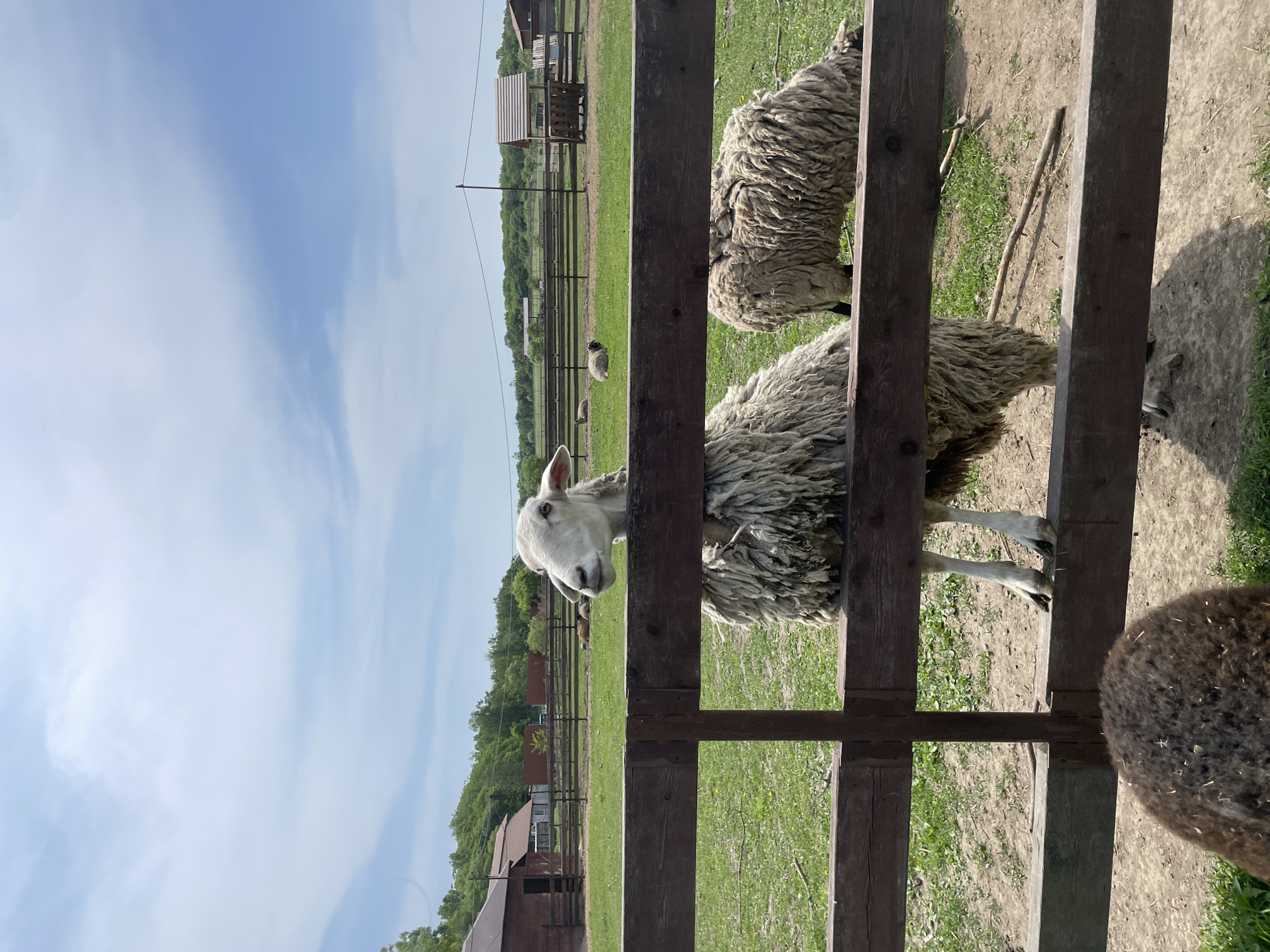 The image depicts a pastoral scene at a sheep farm in Timofeevka, Russia, on a bright and clear day. The primary subject is a white sheep with thick, shaggy wool, prominently positioned behind a sturdy wooden fence, looking directly at the camera with a curious gaze. Its head and upper body are clearly visible through the fence planks.
Behind the main sheep, another white sheep is partially visible. In the foreground, partially cropped, is the rear of a dark-colored sheep. The wooden fence, constructed with dark planks, runs across the mid-ground, separating the viewer from the animals.
The scene unfolds in an expansive outdoor enclosure, characterized by vibrant green grass and patches of earthy ground. In the distance, several other sheep can be seen scattered across the field. The background features more wooden fencing, lush green trees marking the horizon, and various rustic wooden farm structures or shelters under a broad, clear blue sky with sparse white clouds.
The activity taking place is simply the sheep residing in their enclosure, with one showing interest in the camera. The time of day appears to be daytime, indicated by the bright, natural sunlight. The weather is sunny and clear. There is no visible text in the image. The overall atmosphere conveys a sense of peaceful rural life.