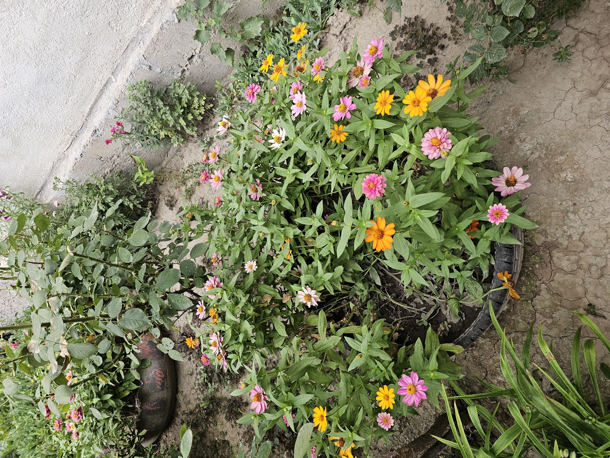 The image depicts a close-up view of a flower bed with various colorful zinnias, primarily in shades of pink, orange, and yellow. The flowers are in full bloom and densely packed, interspersed with lush green foliage. In the background, a weathered concrete wall runs along the right side of the frame, with a textured, off-white finish. The ground is a dry, cracked earth. To the left, a large, dark-colored tire appears to be repurposed as a planter, containing a rose bush with green leaves and some wilting branches. The lighting suggests it is daytime, possibly overcast, as there are no strong shadows. The scene is static, with no people or animals visible. This scene is located in the city of Özgön, Kyrgyzstan, as indicated by the provided metadata.