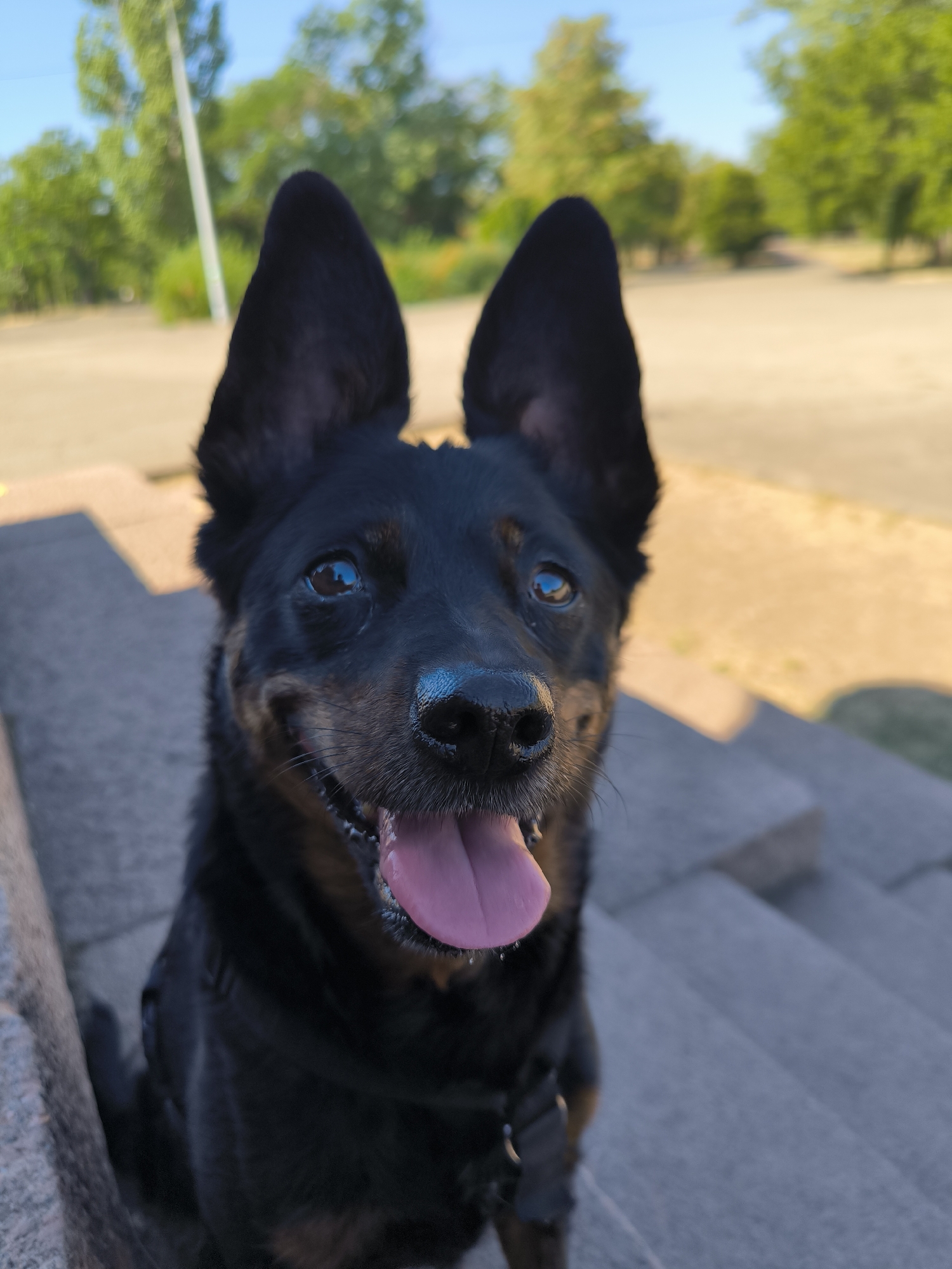A black and tan dog with large, erect ears sits on stone steps outdoors, with its tongue hanging out and a happy expression. The background is blurred, showing green trees and a clear blue sky, suggesting a park or outdoor recreational area in Mykolaiv, Ukraine. The lighting indicates it is daytime, possibly late afternoon due to the warm hue. No people are visible in the image.