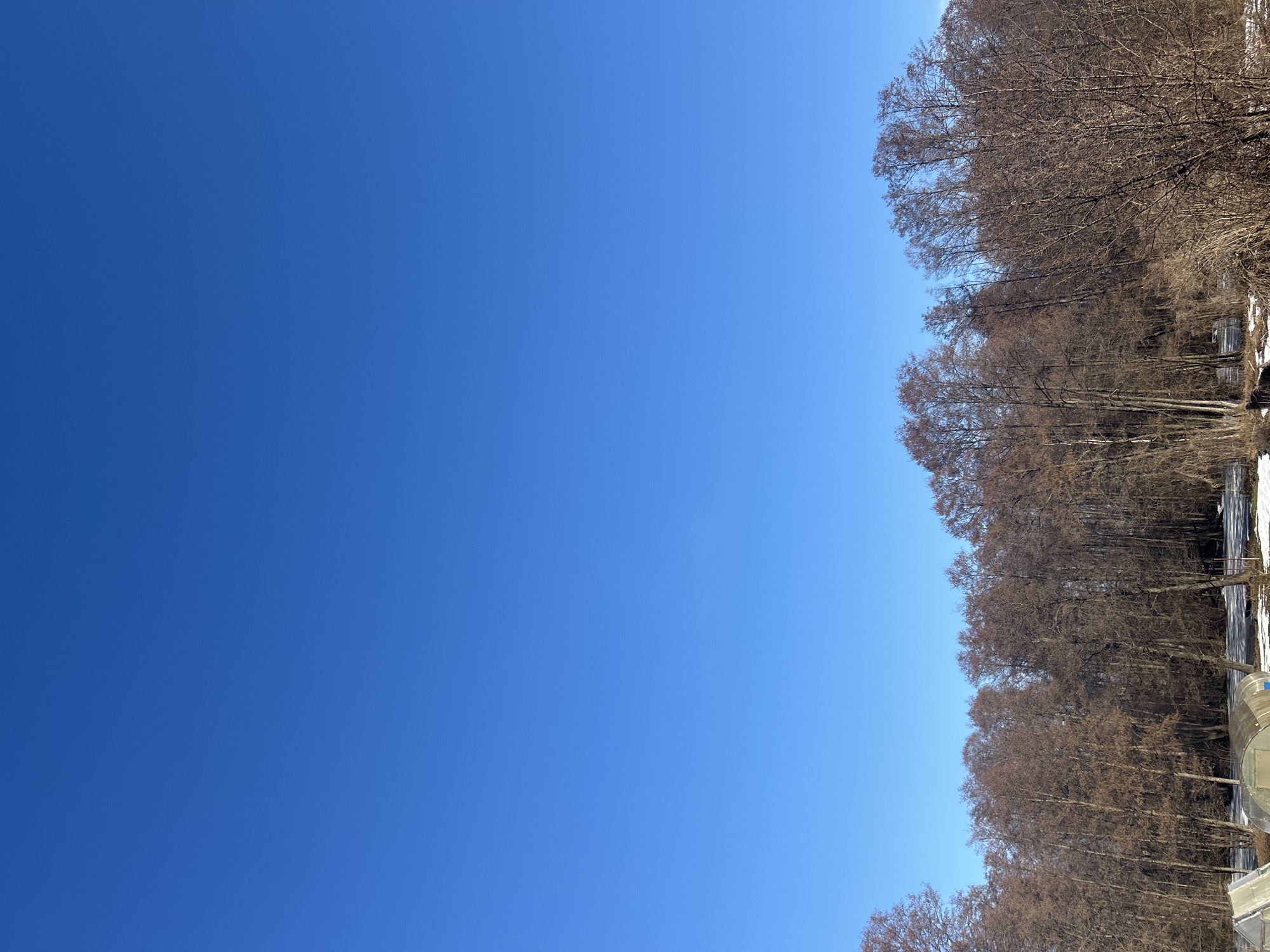 The image shows a clear blue sky covering most of the view, with a line of bare trees along the right edge. Patches of snow are visible on the ground at the base of the trees. Noviy, Russia is assumed to be the location. No people are visible.