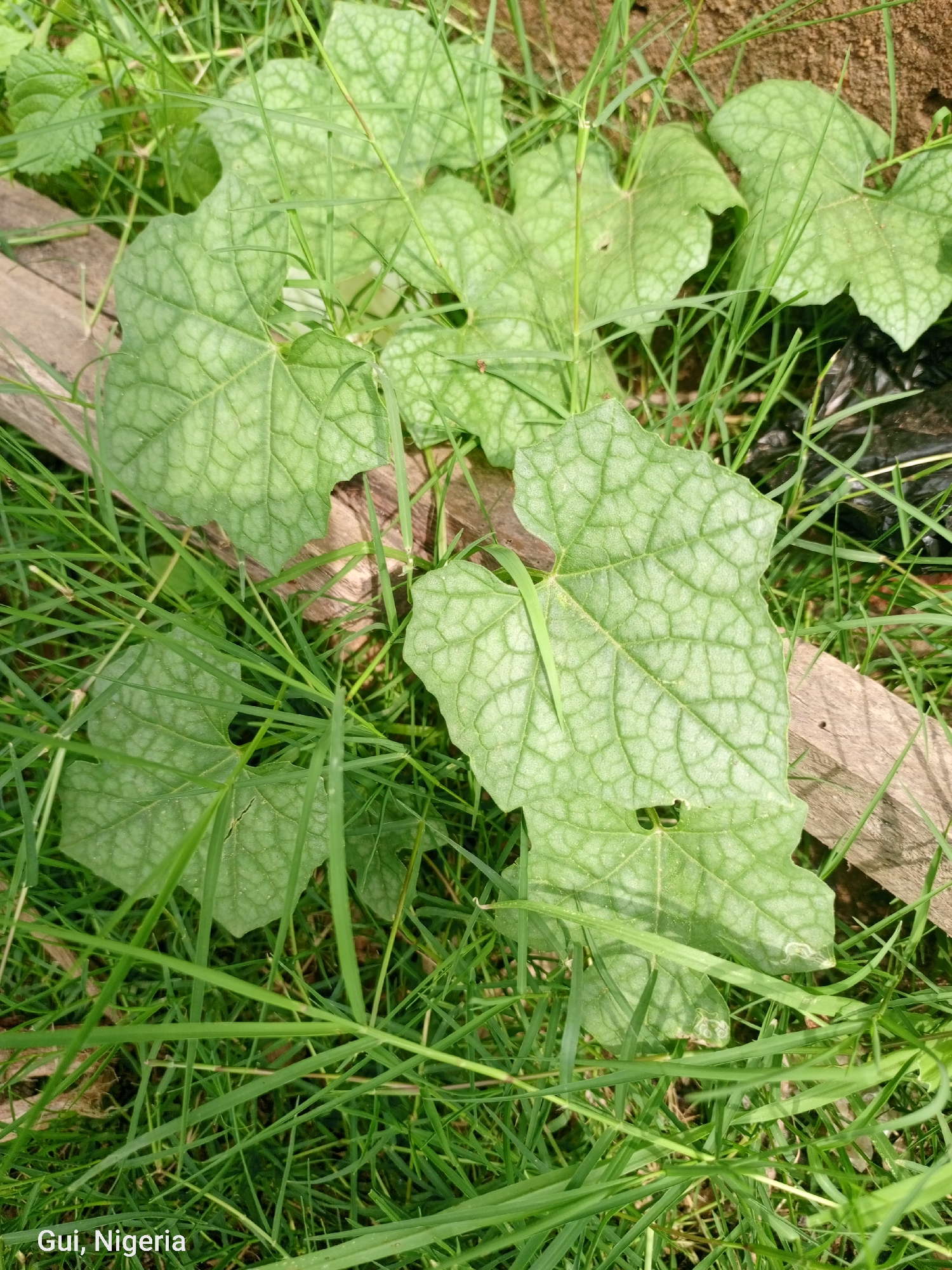 A close-up, eye-level shot showcases the detailed texture of large, pale green, heart-shaped leaves with intricate vein patterns. These leaves are partially obscured by tall, thin green blades of grass. A slender green insect, possibly a grasshopper, is positioned on one of the leaves. The background reveals a patch of reddish-brown soil, a piece of weathered light brown wood, and a segment of black plastic. The image is captioned "Gui, Nigeria."