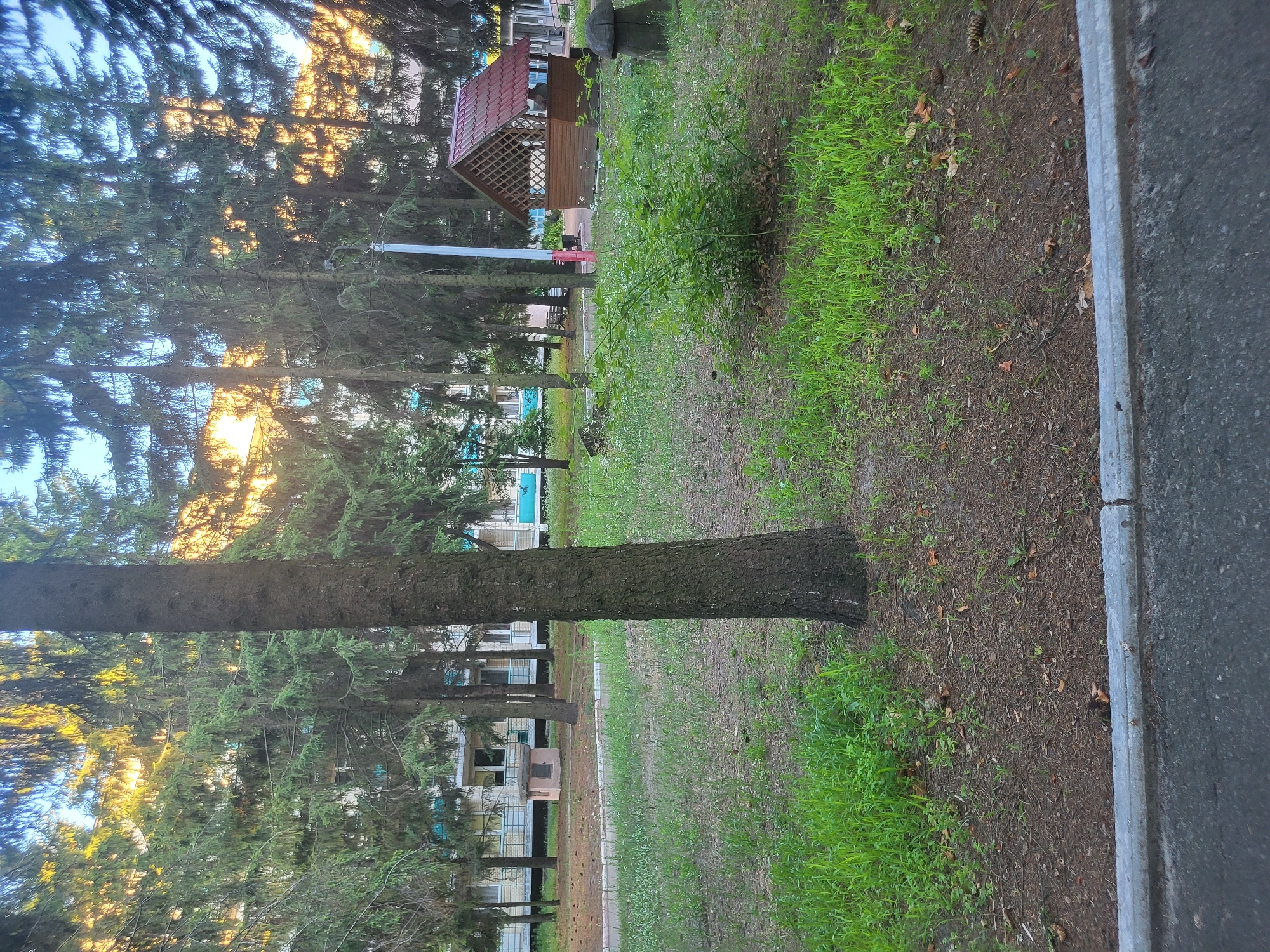 The image depicts an outdoor scene with a focus on a park-like area adjacent to a residential building. In the foreground, a tree trunk with rough bark is prominently featured. The ground is covered with a mixture of grass, dirt, and fallen pine needles. A concrete curb separates the grassy area from an asphalt surface, likely a road or sidewalk.
In the mid-ground, a small wooden gazebo with a red roof is visible on the right side of the image. To the left of the gazebo, a green bush is growing. Behind the trees, a multi-story residential building with light-colored walls and blue trim is visible. The building appears to be a typical apartment complex. Pine trees are scattered throughout the area, with sunlight filtering through their branches, creating dappled light on the ground.
The overall impression is that of a tranquil, somewhat overgrown park or common area in a residential neighborhood. The presence of the gazebo suggests a place for recreation or relaxation. The scene is captured during daylight hours, with the sun low in the sky, indicating it might be morning or late afternoon. There are no people visible in the image, and the overall atmosphere is one of quiet stillness. It is not possible to determine the specific location within Khotsky, Ukraine based on this image alone.