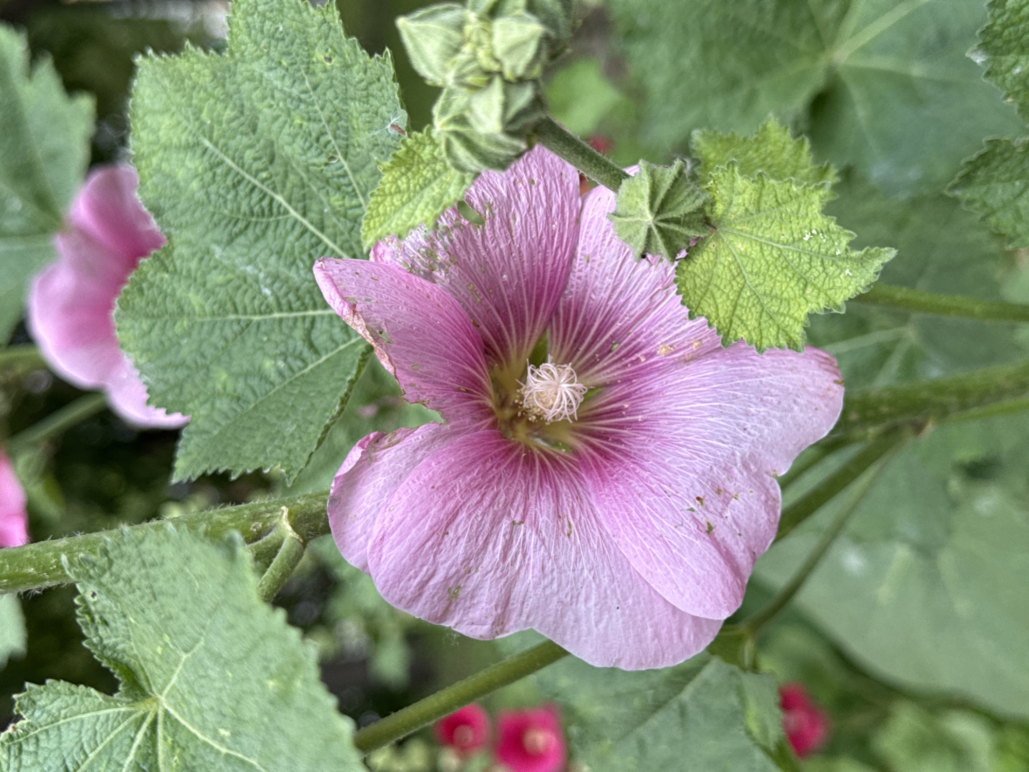 The image is a close-up shot of a pink hollyhock flower in full bloom, with its delicate petals unfurling. The center of the flower reveals a cluster of stamen. The flower is surrounded by lush green leaves, some of which are large and lobed, with visible veins. Several unopened flower buds, with a distinctive star-like shape, are also present. In the background, out of focus, are more pink hollyhock flowers and green foliage. The lighting suggests it is daytime, possibly with some dappled sunlight filtering through. The scene appears to be in a garden or park. There are no people or animals visible in the image. The image does not provide any information that would allow for its location to be determined as Moscow, Russia.