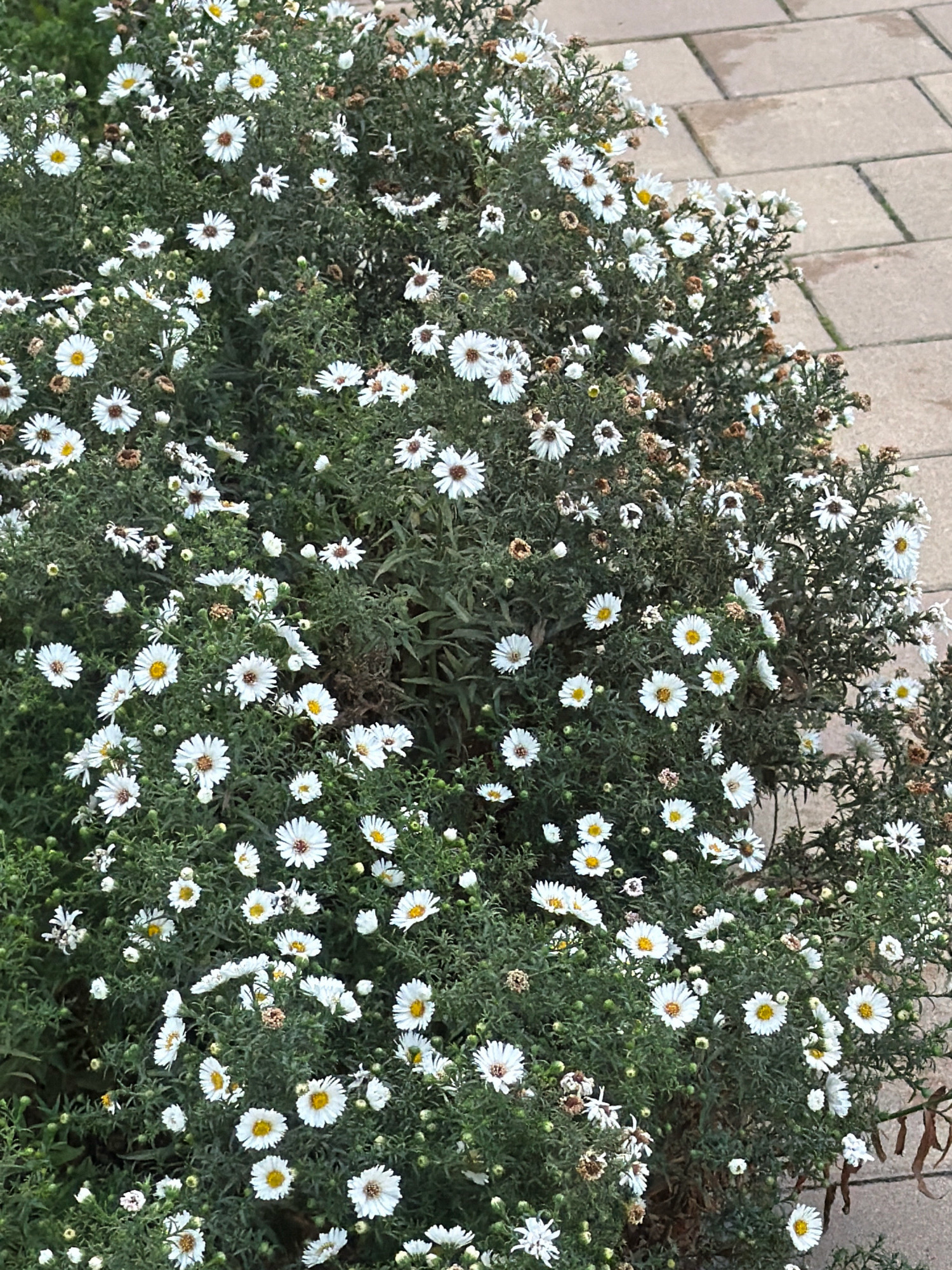 The image shows a dense bush of white aster flowers with yellow centers, interspersed with green foliage and some dried brown flower heads. The bush is positioned outdoors, adjacent to a paved area composed of rectangular light brown bricks arranged in a running bond pattern. The lighting suggests it is daytime, possibly overcast given the soft shadows. There are no people or animals visible in the image. The scene is static and appears to be a naturalistic outdoor planting. The provided information about the location in Kyiv, Ukraine is not visually verifiable from the image itself.