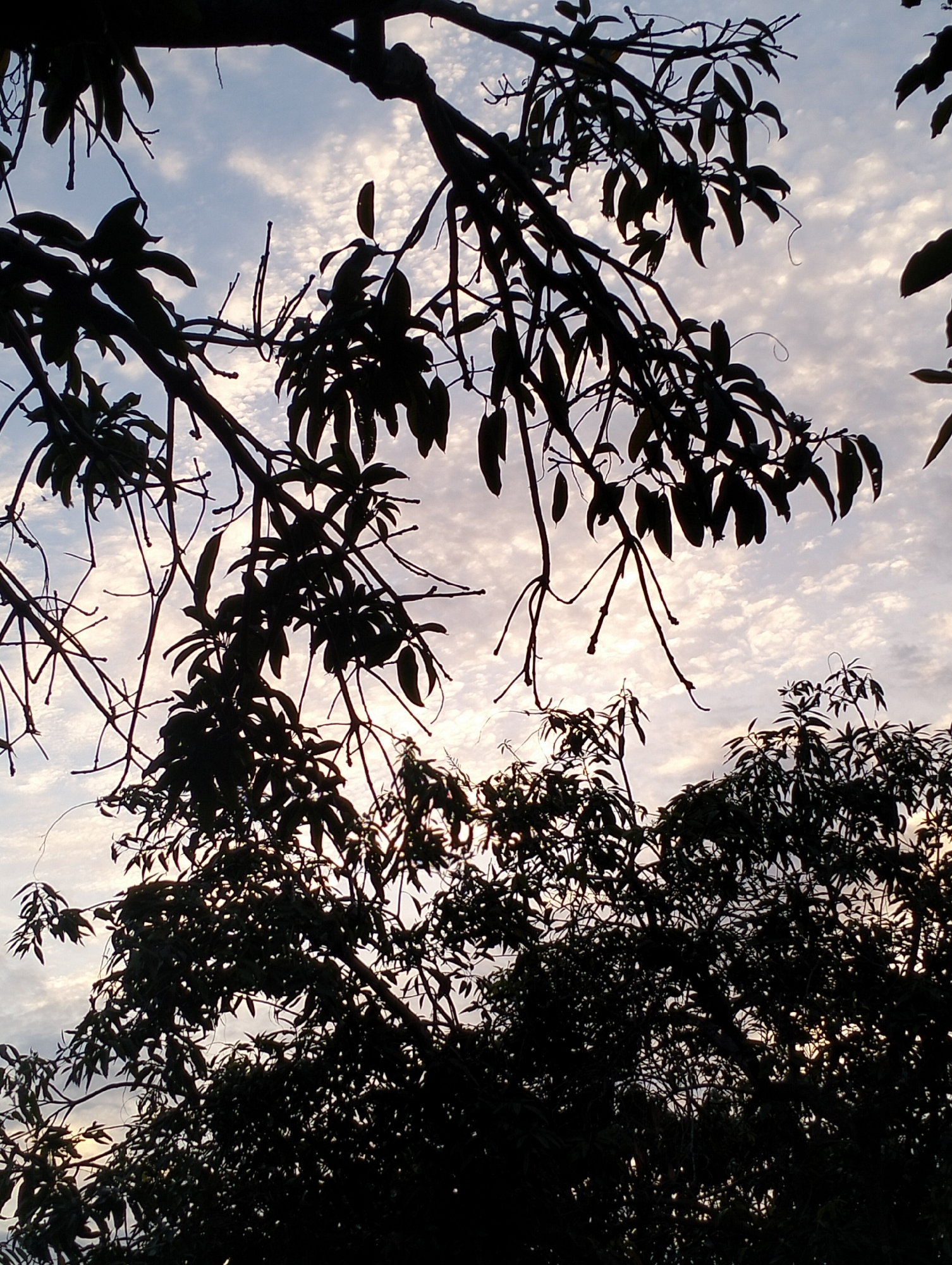 This image captures a silhouette of tree branches and leaves against a sky filled with scattered clouds. The branches are dark and intricate, creating a delicate tracery that partially obscures the lighter sky. The clouds are wispy and white, scattered across a pale blue background, suggesting either dawn or dusk. The lower portion of the image is dominated by the dense foliage of more trees, also silhouetted, which form a dark mass. The overall impression is one of natural beauty and tranquility, with the interplay of light and shadow being a key element. There is no indication of human presence or urban elements within the frame.