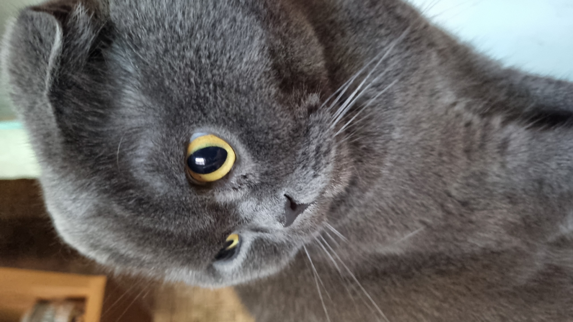 The image is a close-up, head-and-shoulders shot of a grey Scottish Fold cat. The cat has distinctive folded ears, bright yellow eyes, and prominent white whiskers. The fur is short and dense. The lighting suggests an indoor setting, possibly with natural light coming from the side. The background is blurred, but appears to be a domestic environment with some wooden elements visible on the left. The cat's gaze is directed slightly to the left of the camera, with a somewhat serious or curious expression. There is no indication of any specific location in Vysokoe, Russia, in the image itself.