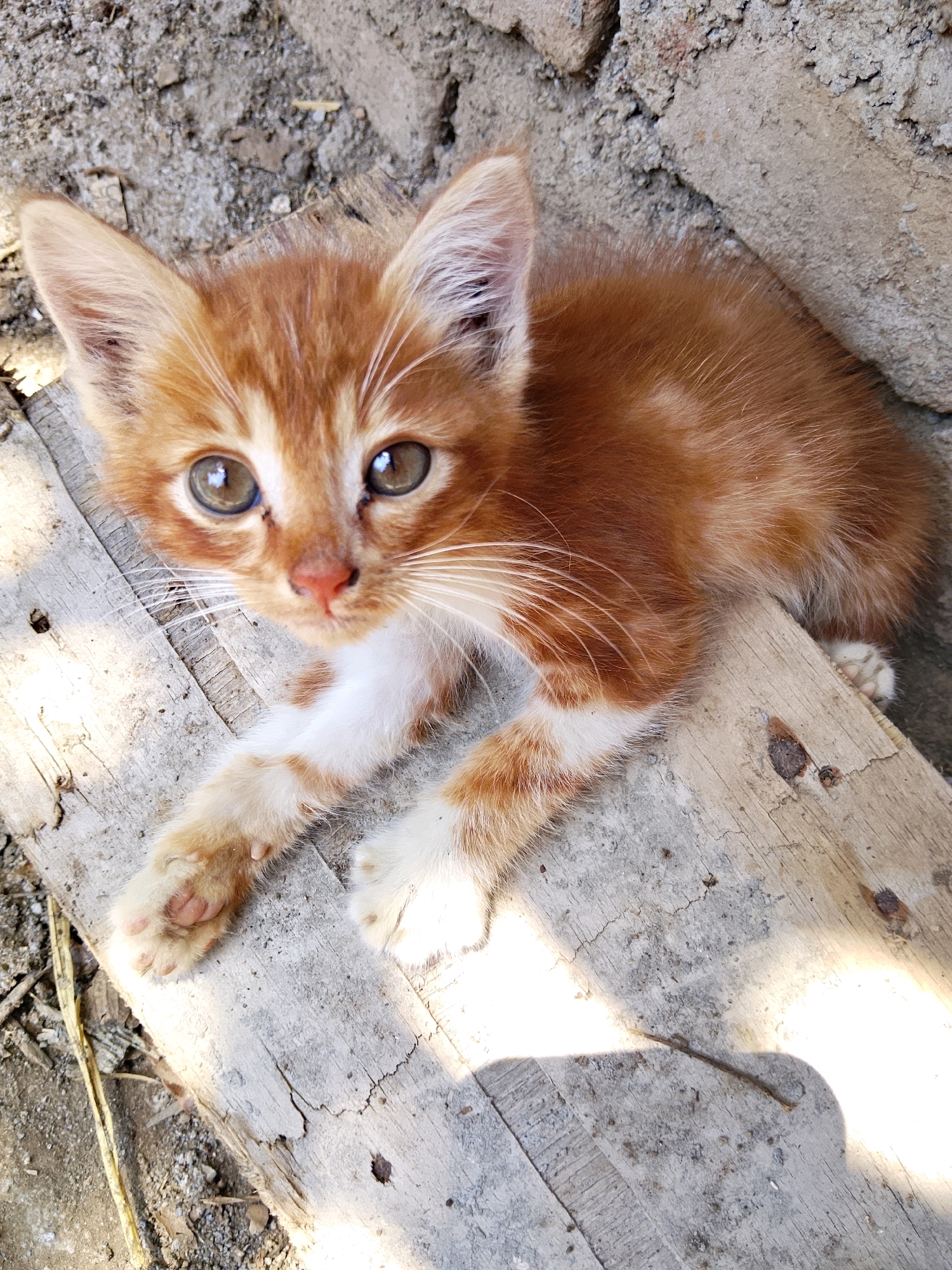 A close-up, high-angle shot captures an orange and white kitten lying on weathered wooden planks. The kitten, facing the camera, has large, expressive eyes and delicate white whiskers. Its fur exhibits a mix of ginger stripes and white patches on its chest and paws. The background consists of rough, grey concrete and dirt, suggesting an outdoor, possibly urban, setting. Sunlight casts shadows across the wooden surface, highlighting the texture of the planks and the kitten's fur. The scene is devoid of human presence.