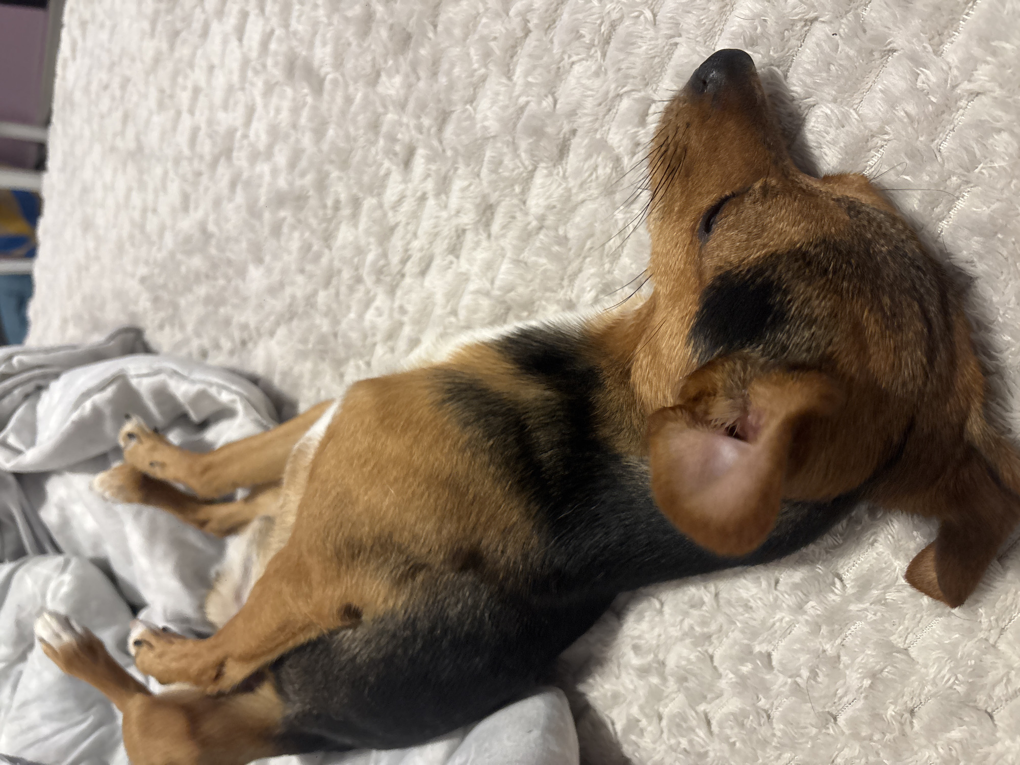 A brown and black dog is lying on a bed covered in white plush fabric. The dog's head is tilted back, and its eyes are closed. The dog's body is twisted, and its legs are sprawled out on a white and grey sheet. There is no indication in the image where this was taken.