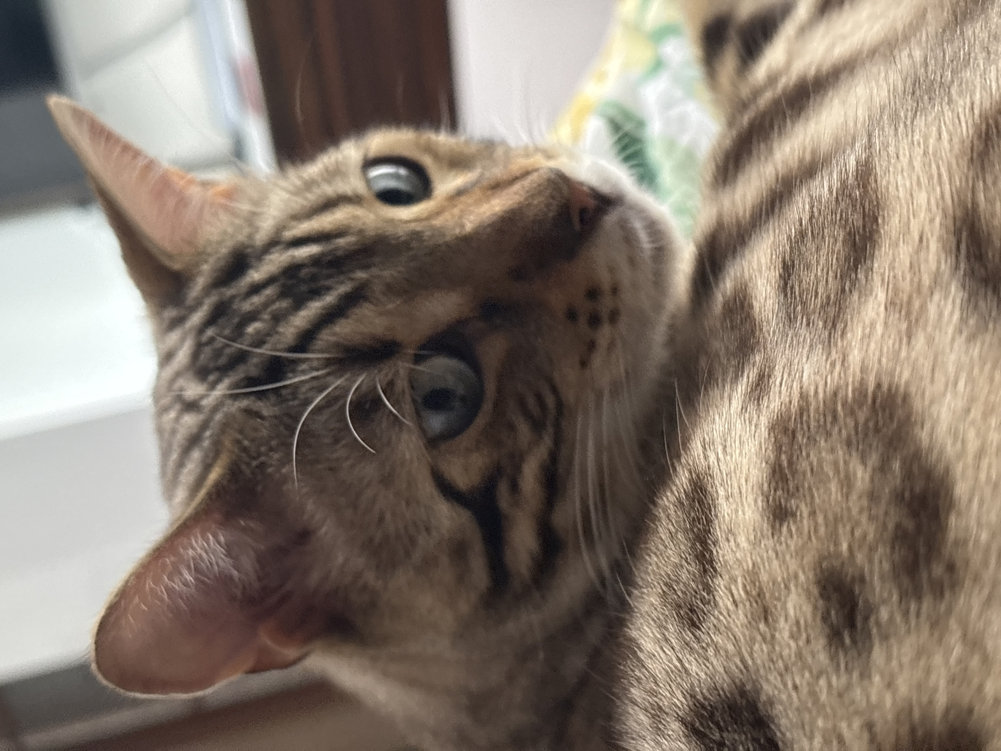 The image is a close-up, head-and-shoulders shot of a Bengal cat. The cat has distinctive spotted and striped markings on its fur, with blue-green eyes. Its ears are pointed and prominent. The background is softly blurred, showing hints of a textured surface and possibly furniture. The lighting appears to be natural, creating soft shadows. There are no people or any specific landmarks visible that would indicate a location in Noviy, Russia, or any other city.