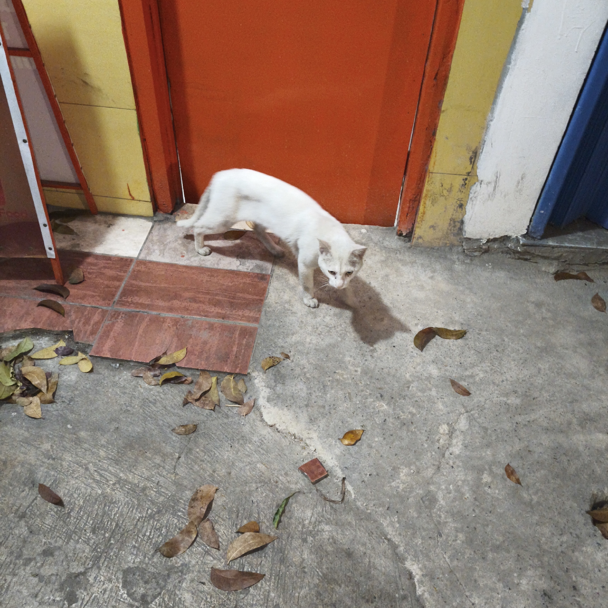 A lean, white cat with light brown markings on its ears and face stands on a concrete surface scattered with dried leaves. The cat is facing towards the right of the frame, with its head lowered and looking towards the ground. In the background, there is a split door with one side painted bright orange and the other yellow, bordered by a white-painted pillar and a blue surface. To the left of the cat, there is a section of reddish-brown tiles. The scene appears to be an outdoor area, possibly an alleyway or entrance to a building, with a rustic and somewhat unkempt appearance. There are no visible people in the image.