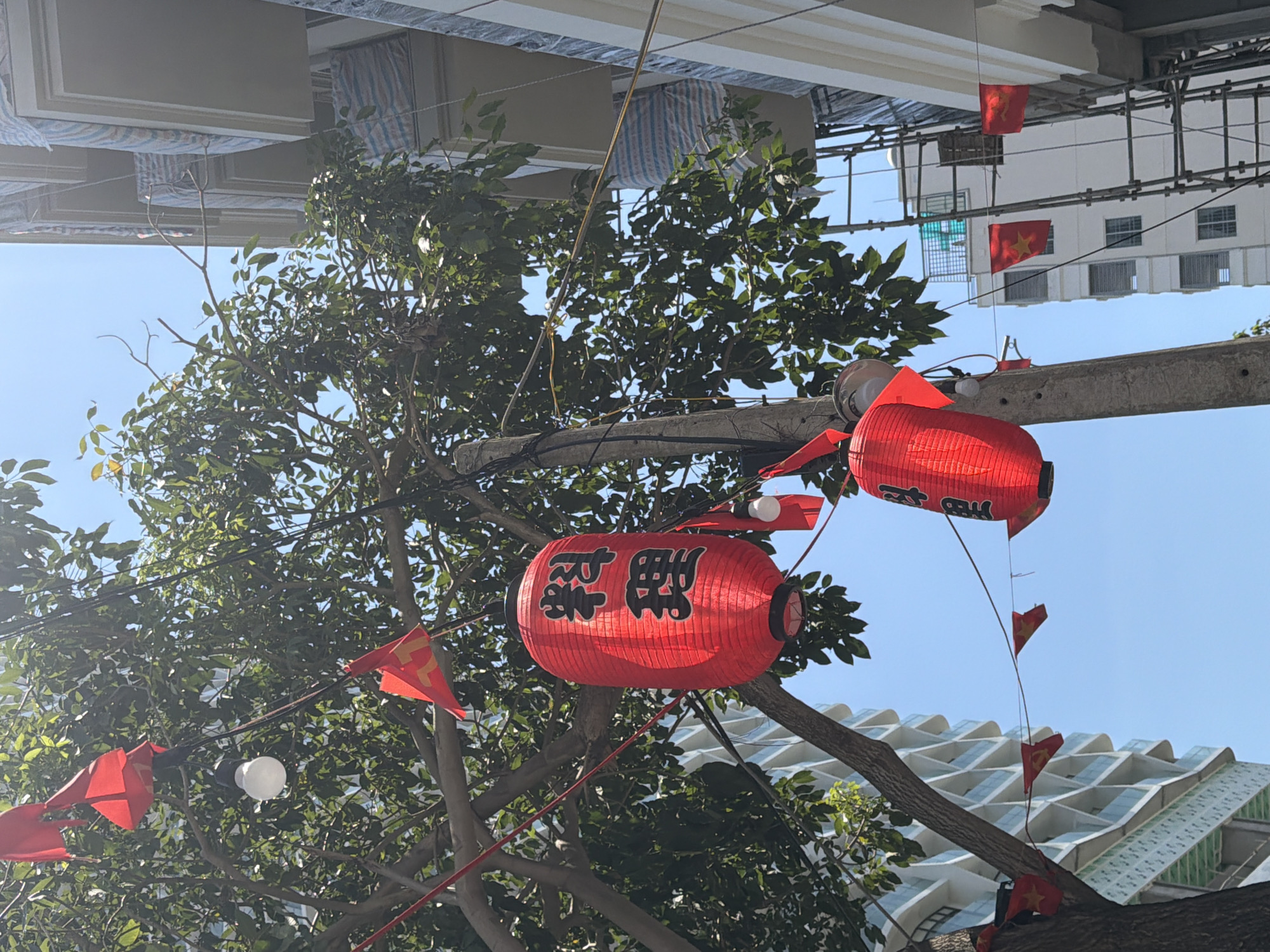 This is a medium shot of a street decorated for a celebration in Nha Trang Ward, Vietnam. The image is oriented vertically with the top of the frame at the bottom. The scene is dominated by a lush green tree with a clear blue sky overhead.
Several red Japanese lanterns are strung up, with one prominent lantern in the foreground featuring black Japanese characters. Small red flags with yellow stars, resembling the Vietnamese flag, are also visible, strung along wires or attached to branches. Some of these flags appear to be tattered. A bright white light bulb is also visible, hanging from a wire amongst the branches.
In the background, a modern building with a distinctive wavy, geometric facade is visible, suggesting an urban or commercial setting. The overall impression is one of a festive atmosphere, possibly during a holiday or local event. The lighting suggests it is daytime, with bright sunlight.